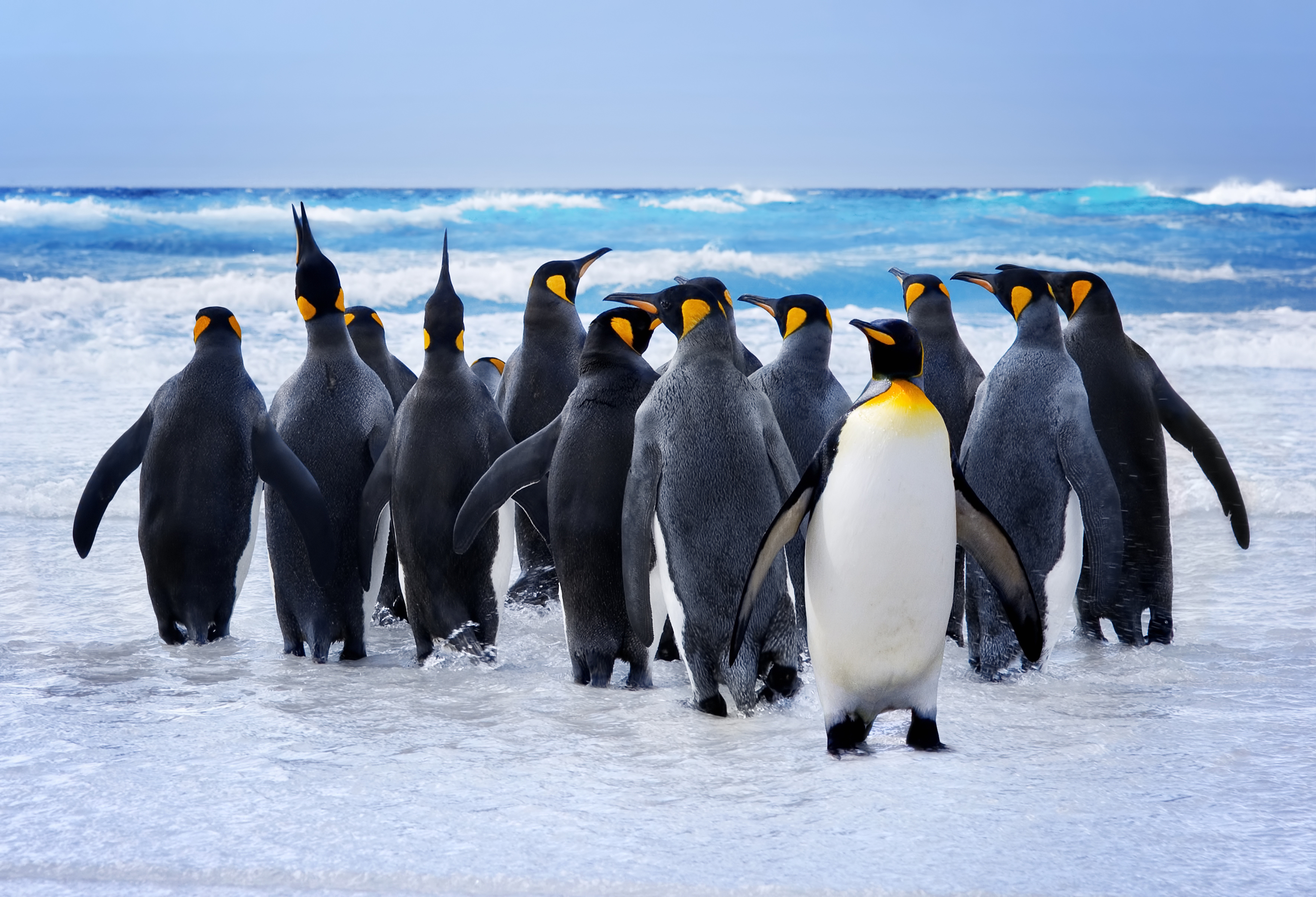King Penguins on a Beach HD Wallpaper