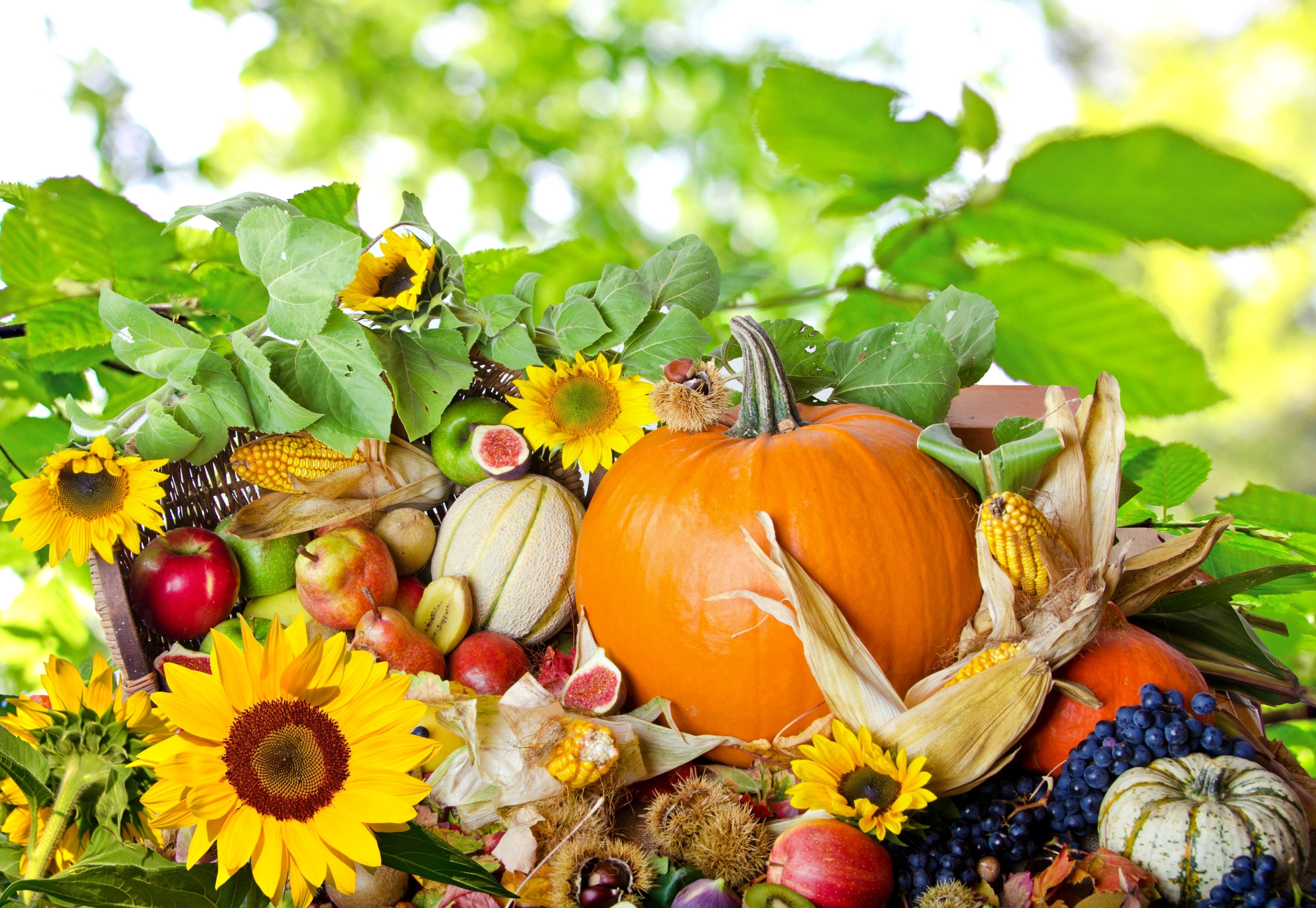 4K Autumn Harvest with Pumpkin, Corn, and Sunflowers HD Wallpaper