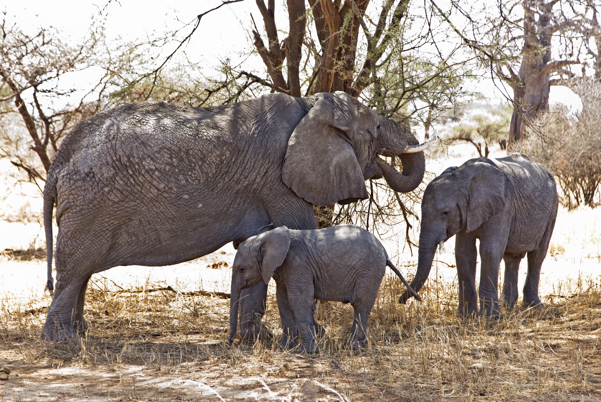 Three elephants in a dry, wooded area HD Wallpaper