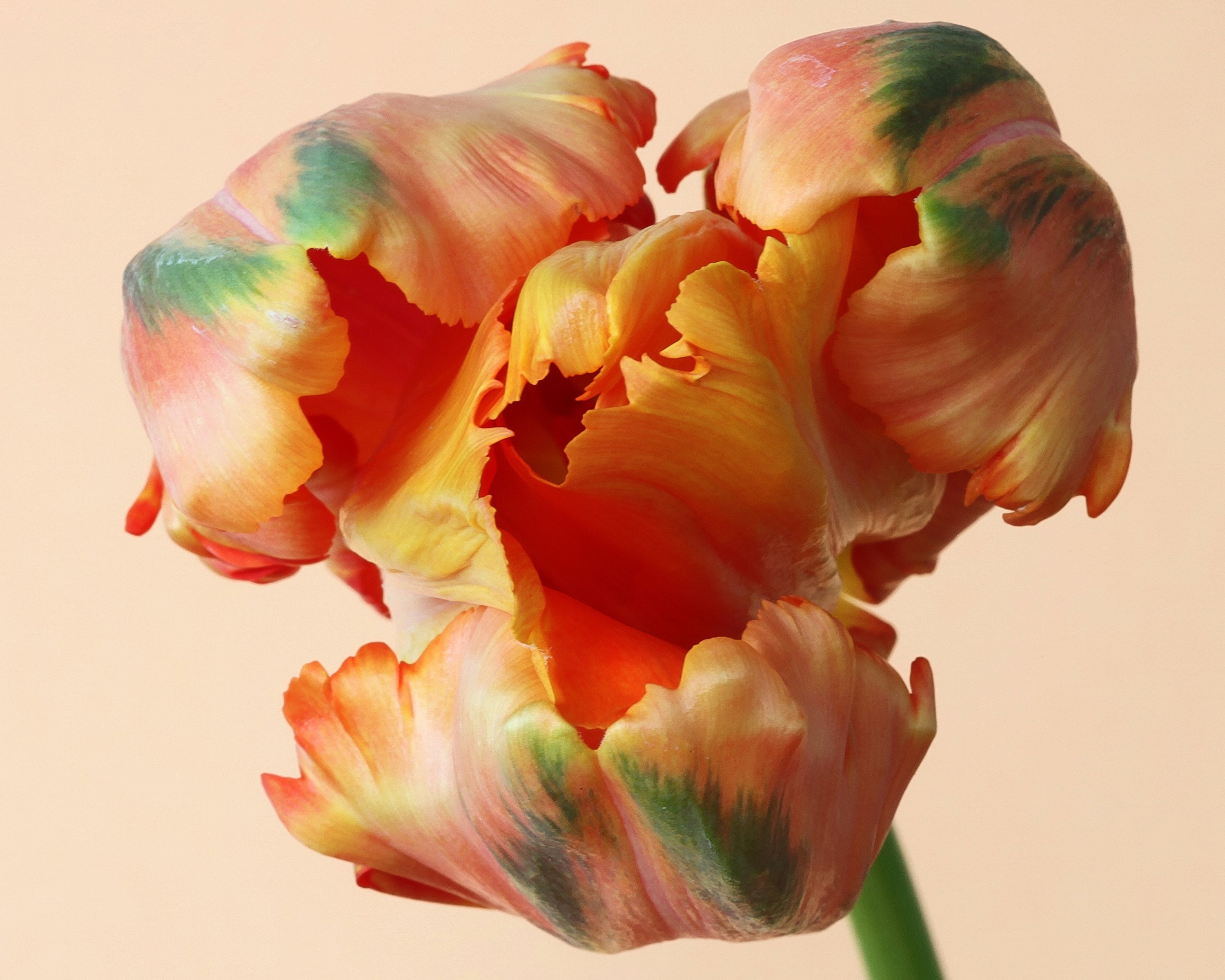 Close-up of a Parrot Tulip flower HD Wallpaper