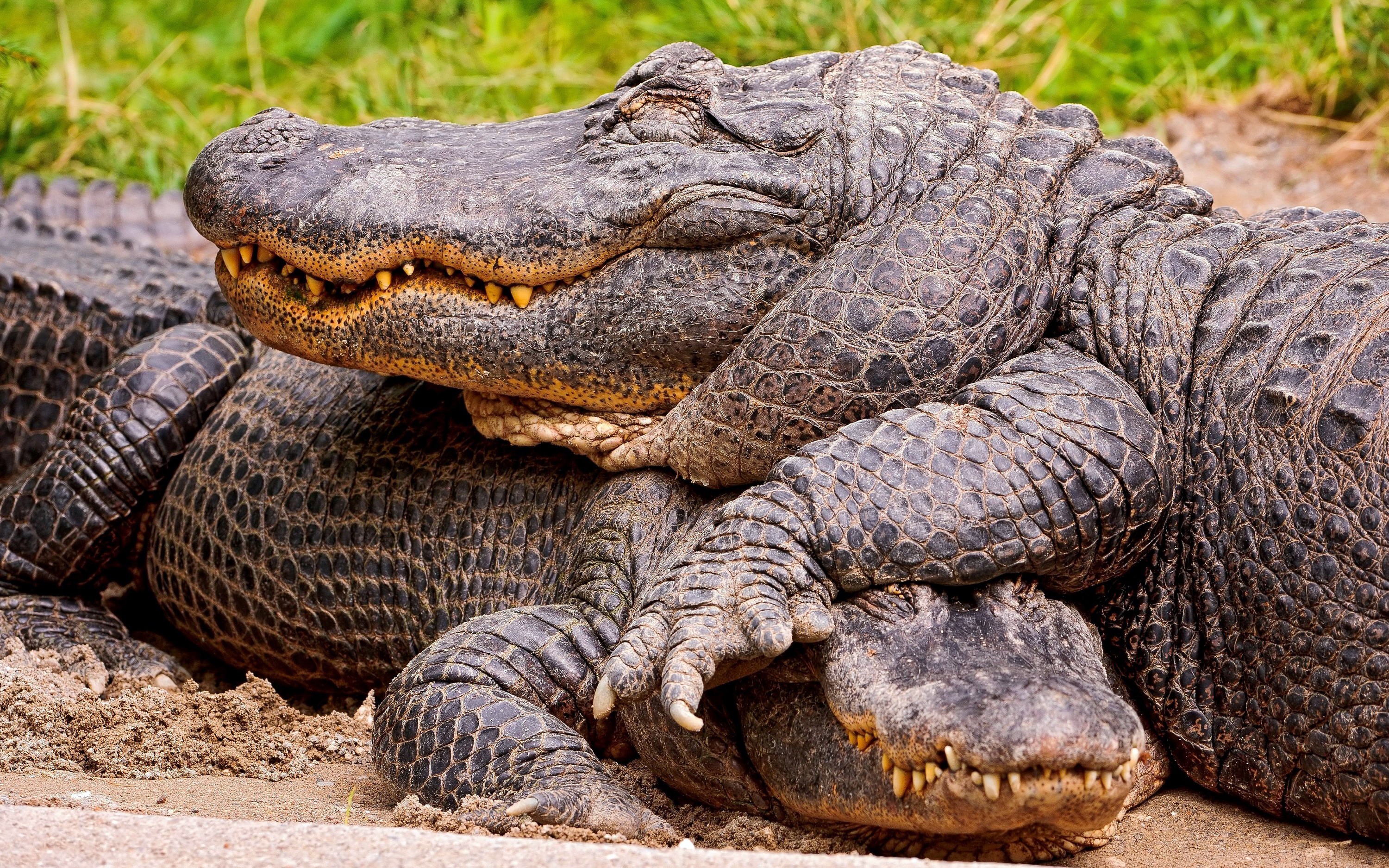 Two alligators resting on sand with grass in background HD Wallpaper