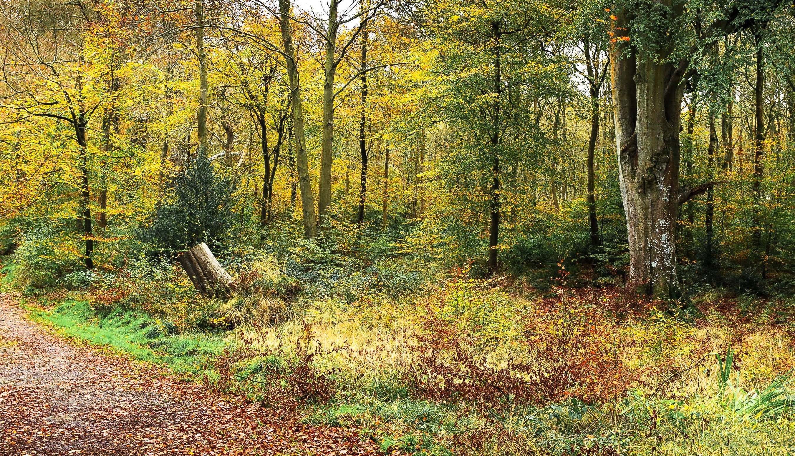 Autumn forest path with fallen leaves HD Wallpaper