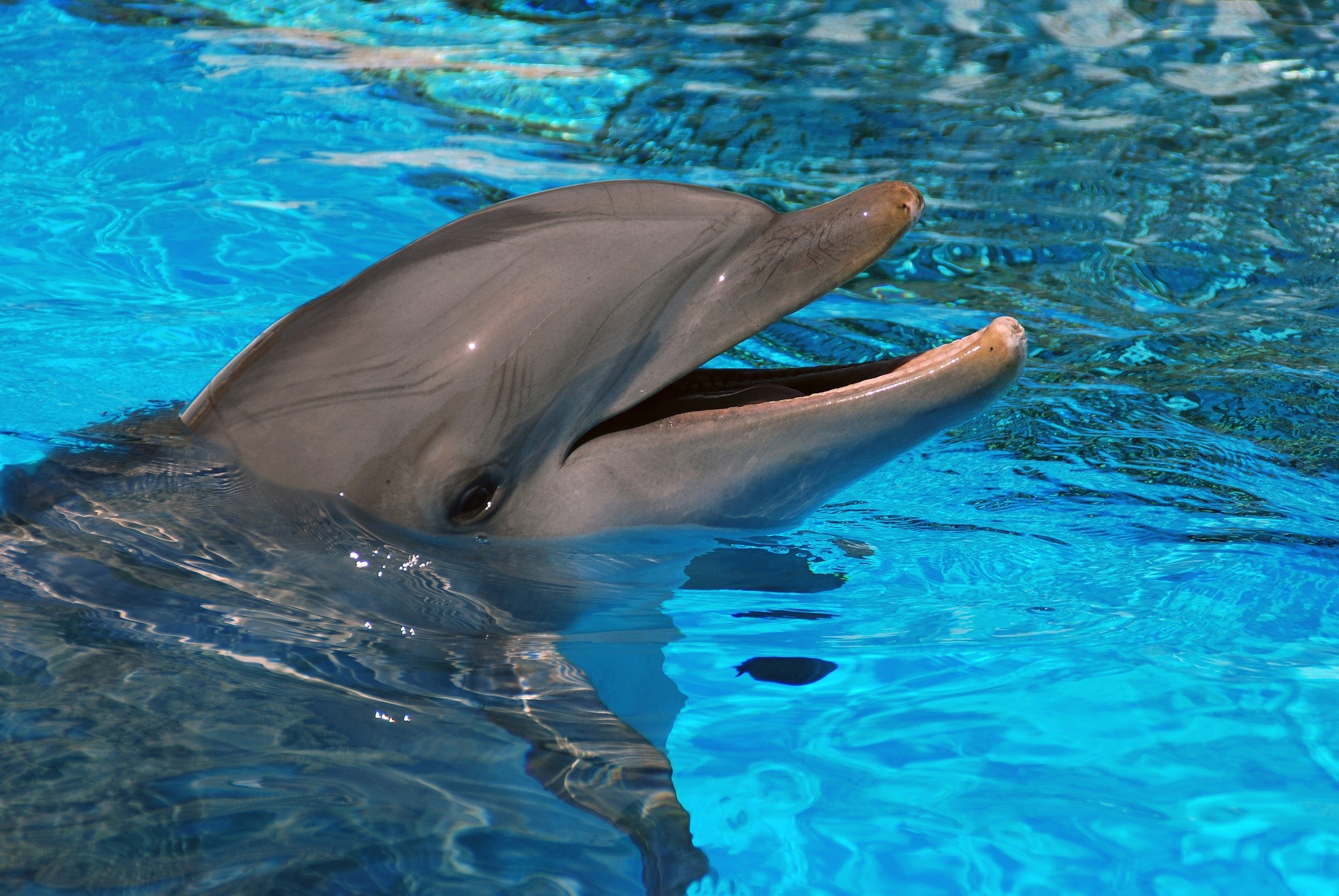 Dolphin swimming in blue water HD Wallpaper