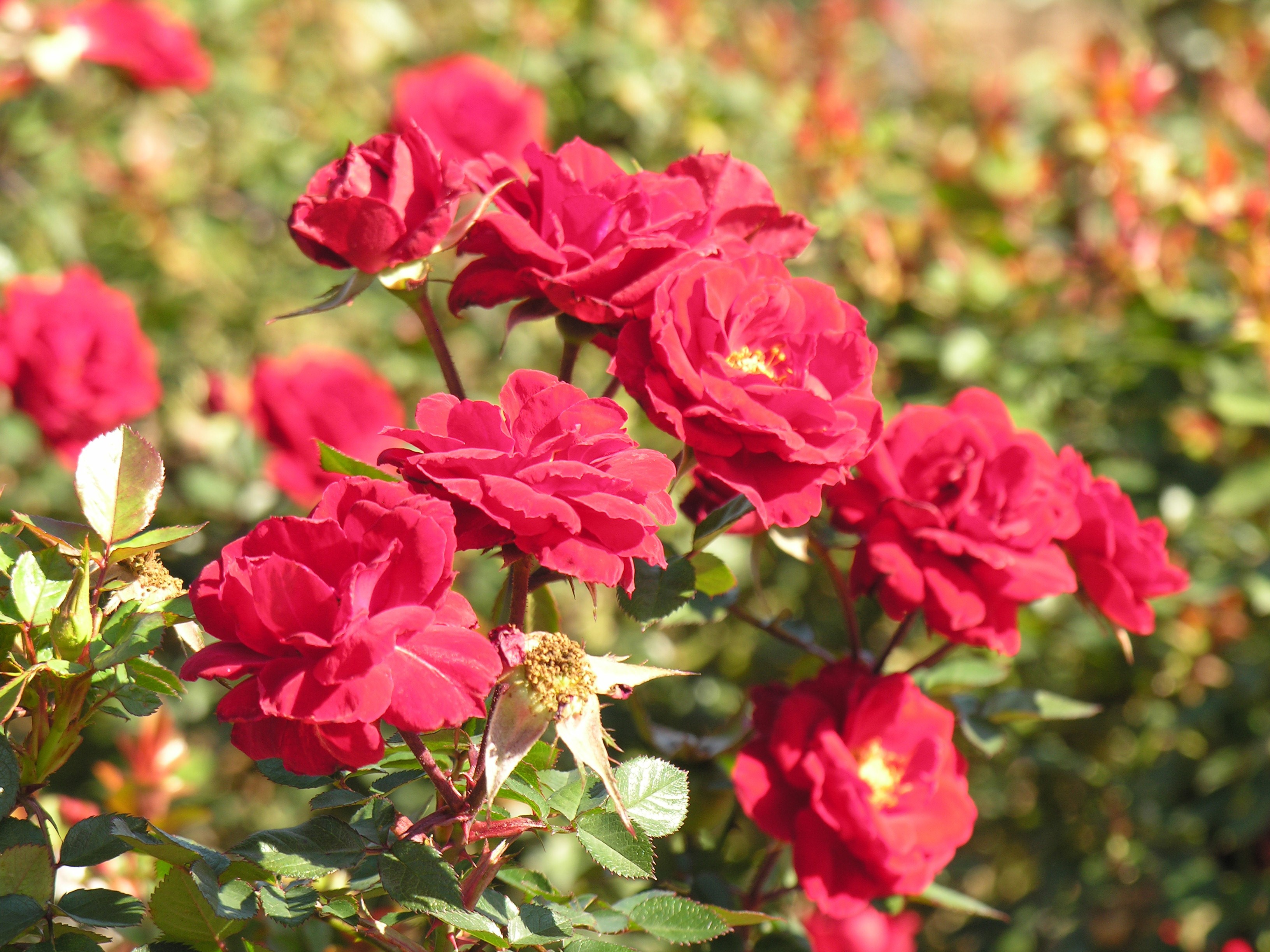 Red roses on a shrub HD Wallpaper