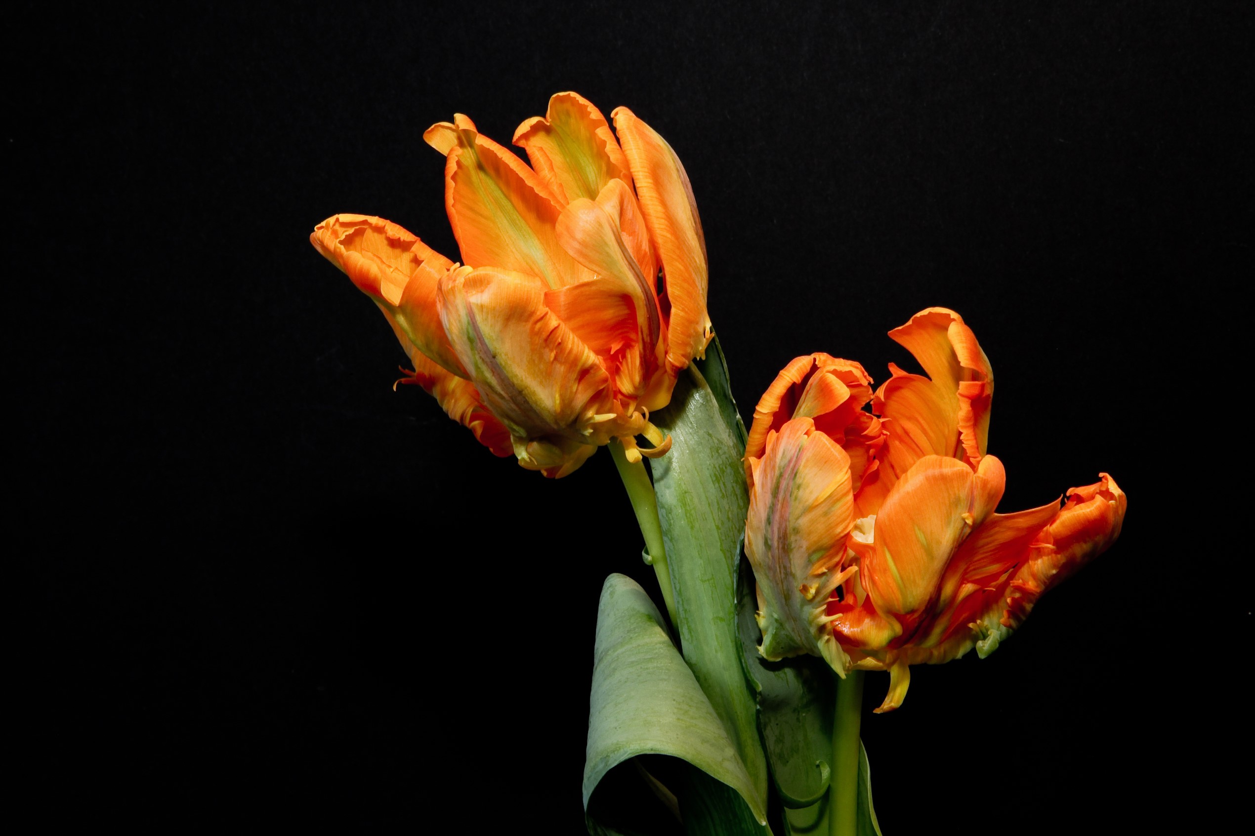 Two orange parrot tulips on a black background HD Wallpaper