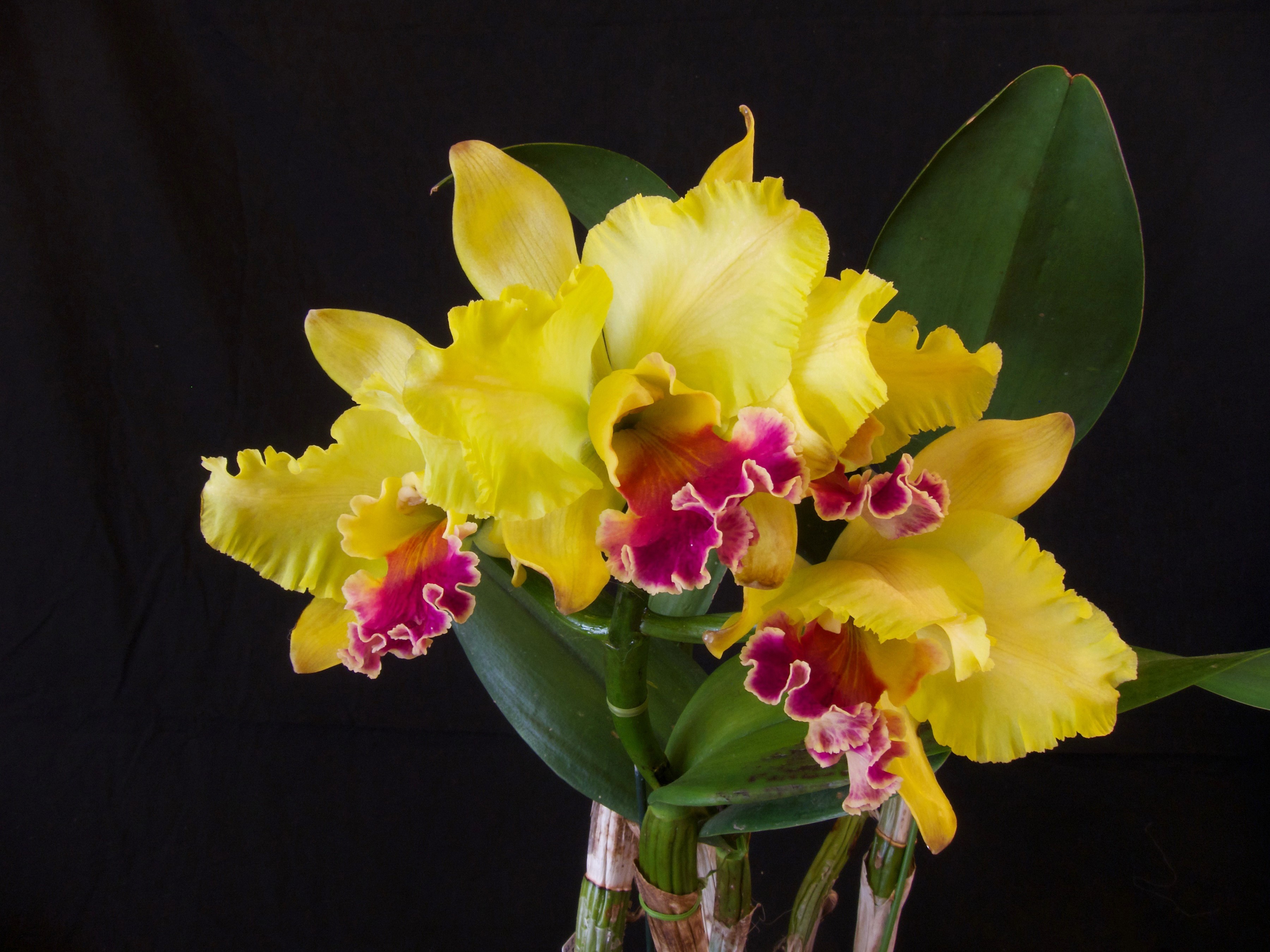 Yellow Cattleya Orchid with Pink and Red Lip HD Wallpaper
