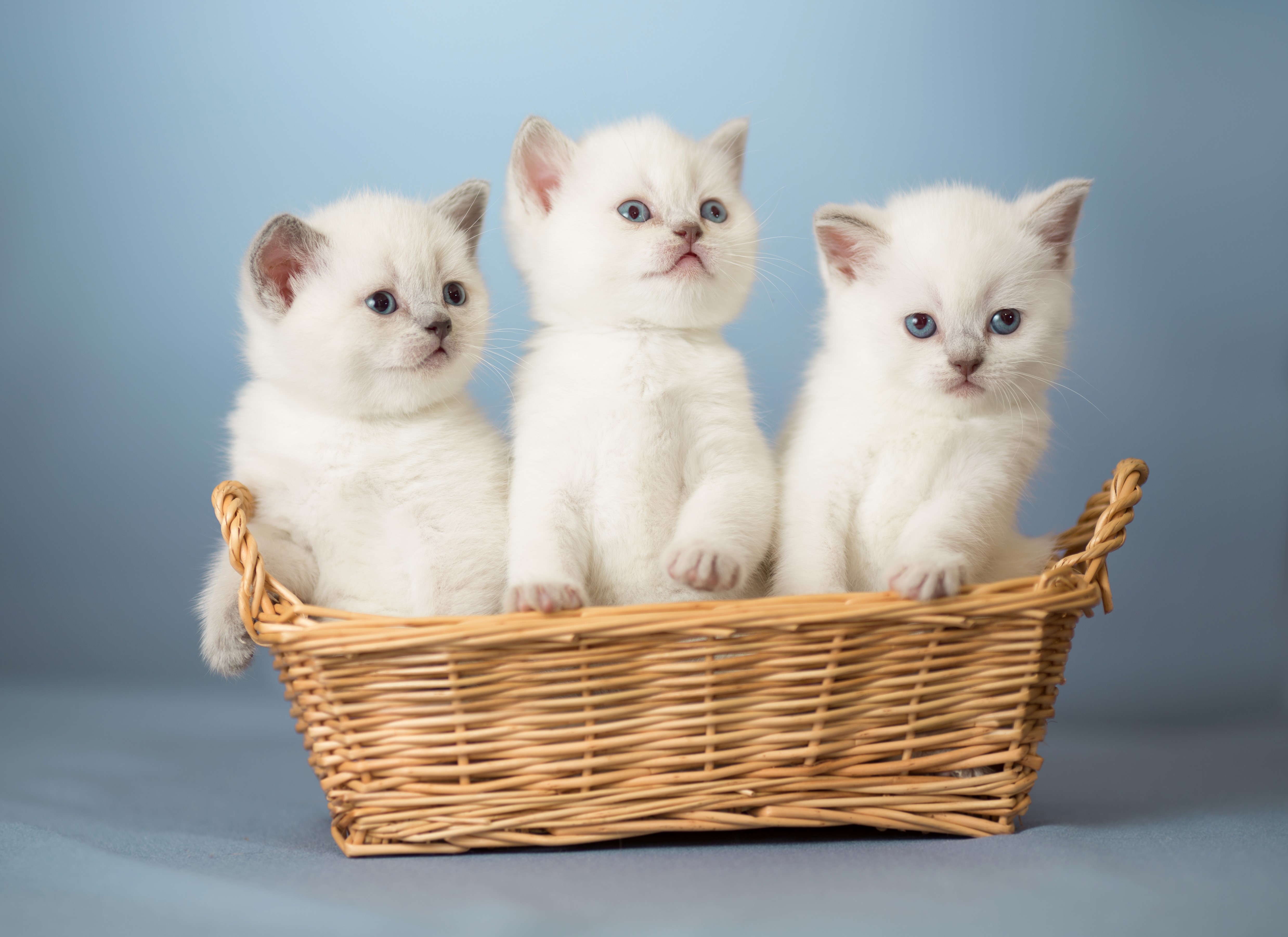 Three White Kittens in a Wicker Basket HD Wallpaper