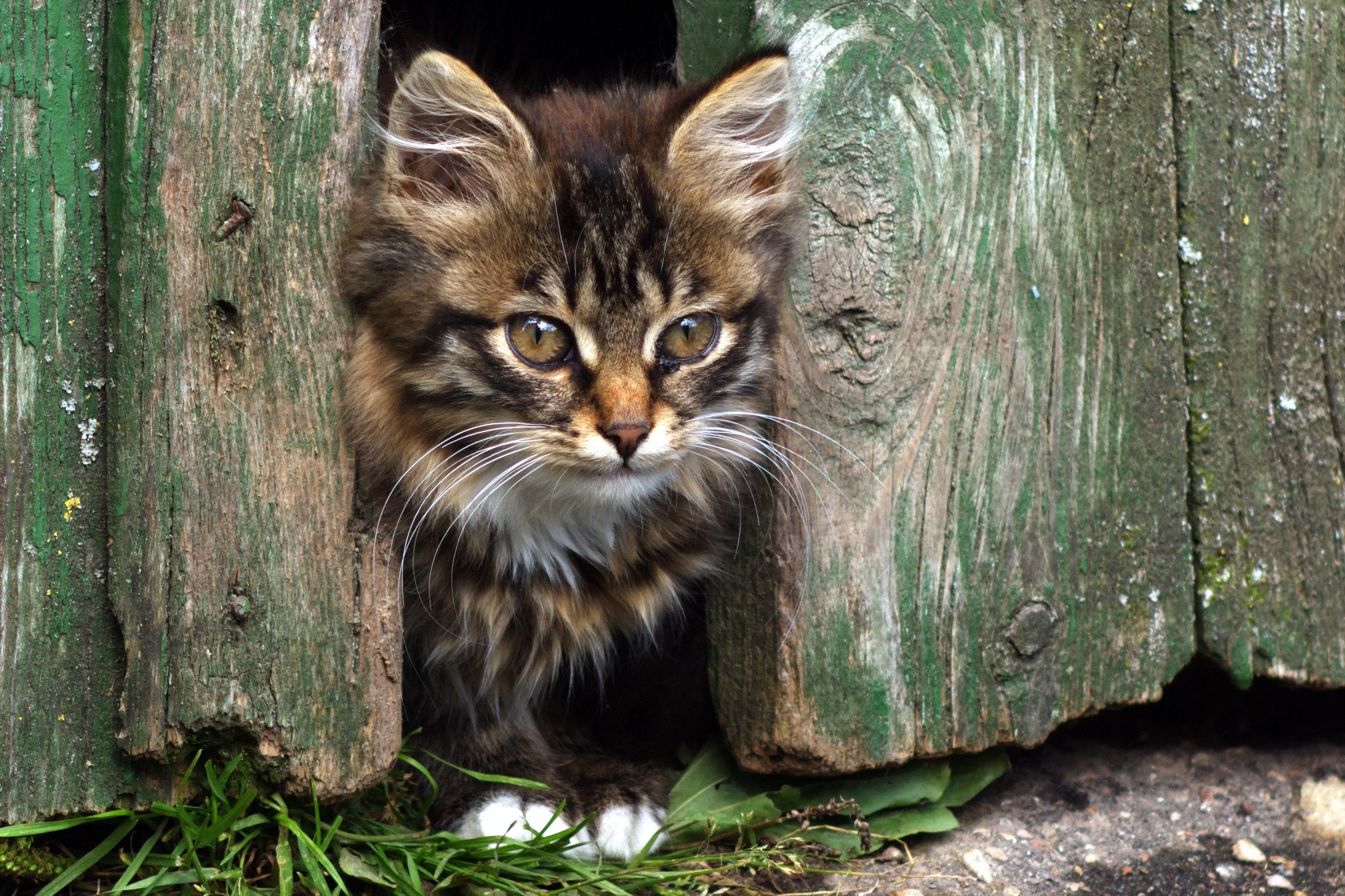 Fluffy kitten peeking through a wooden fence HD Wallpaper