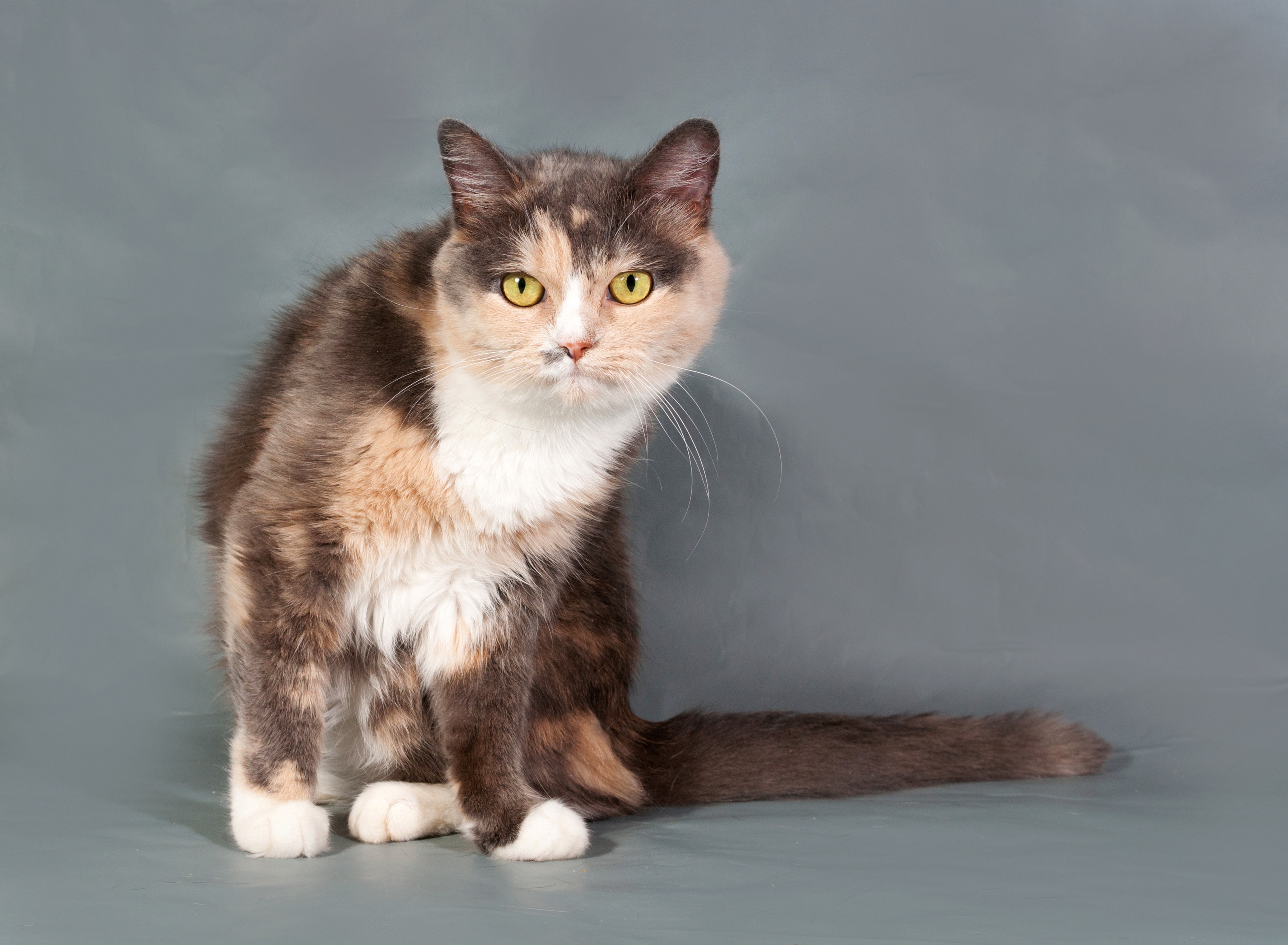 Calico Cat Looking Sideways HD Wallpaper