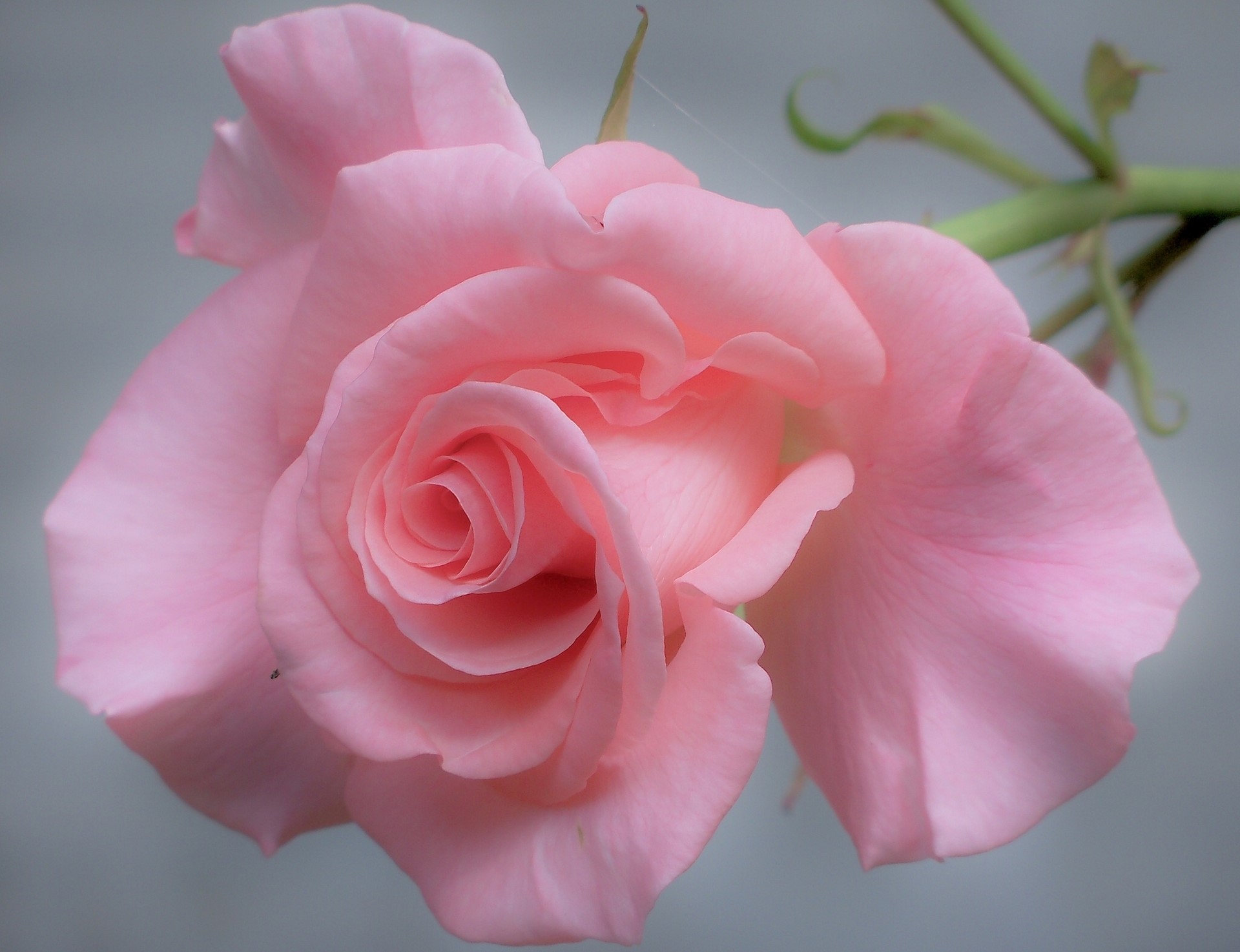 Close-up of a pink rose HD Wallpaper