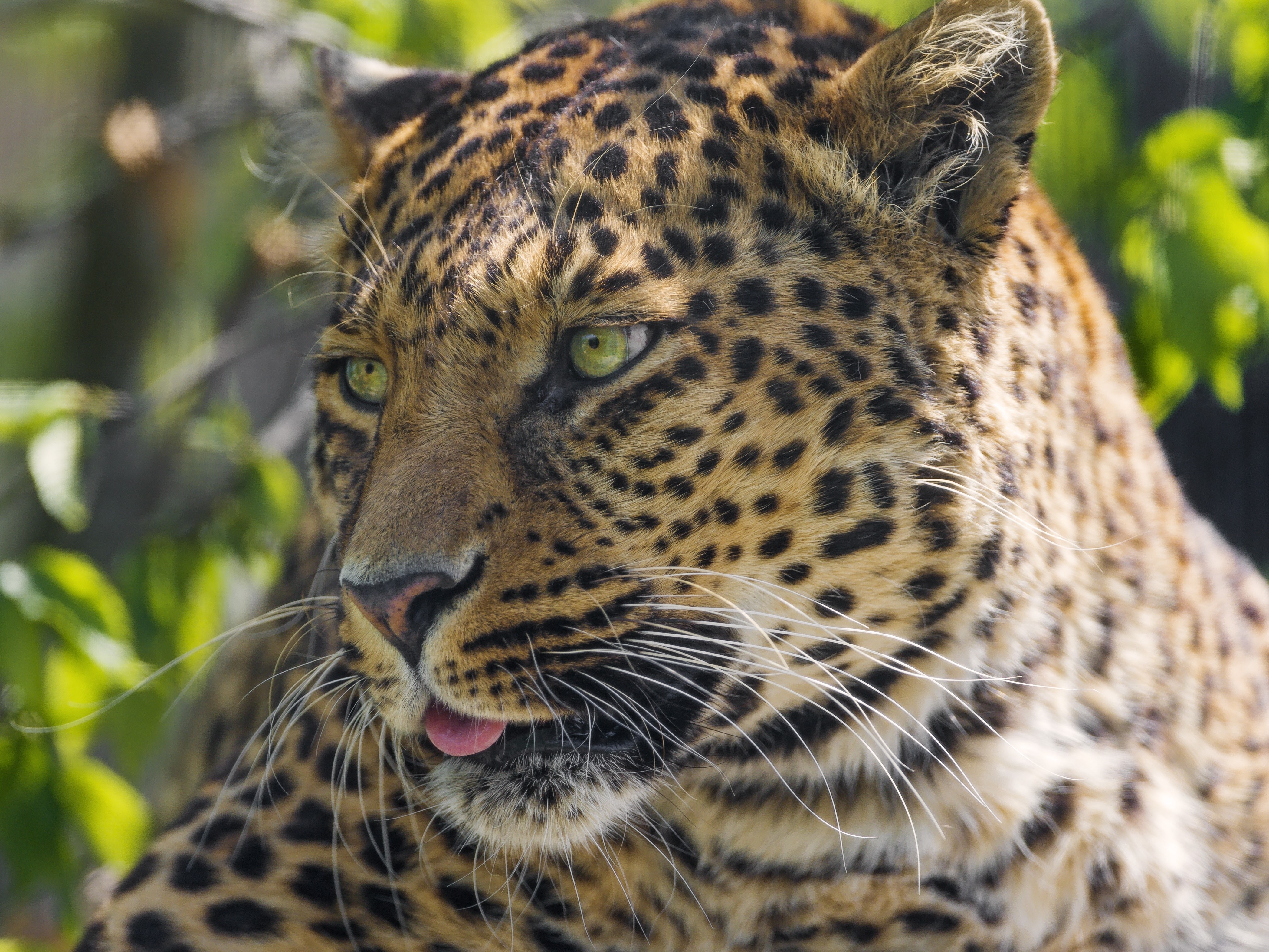 Leopard with green eyes and pink tongue HD Wallpaper