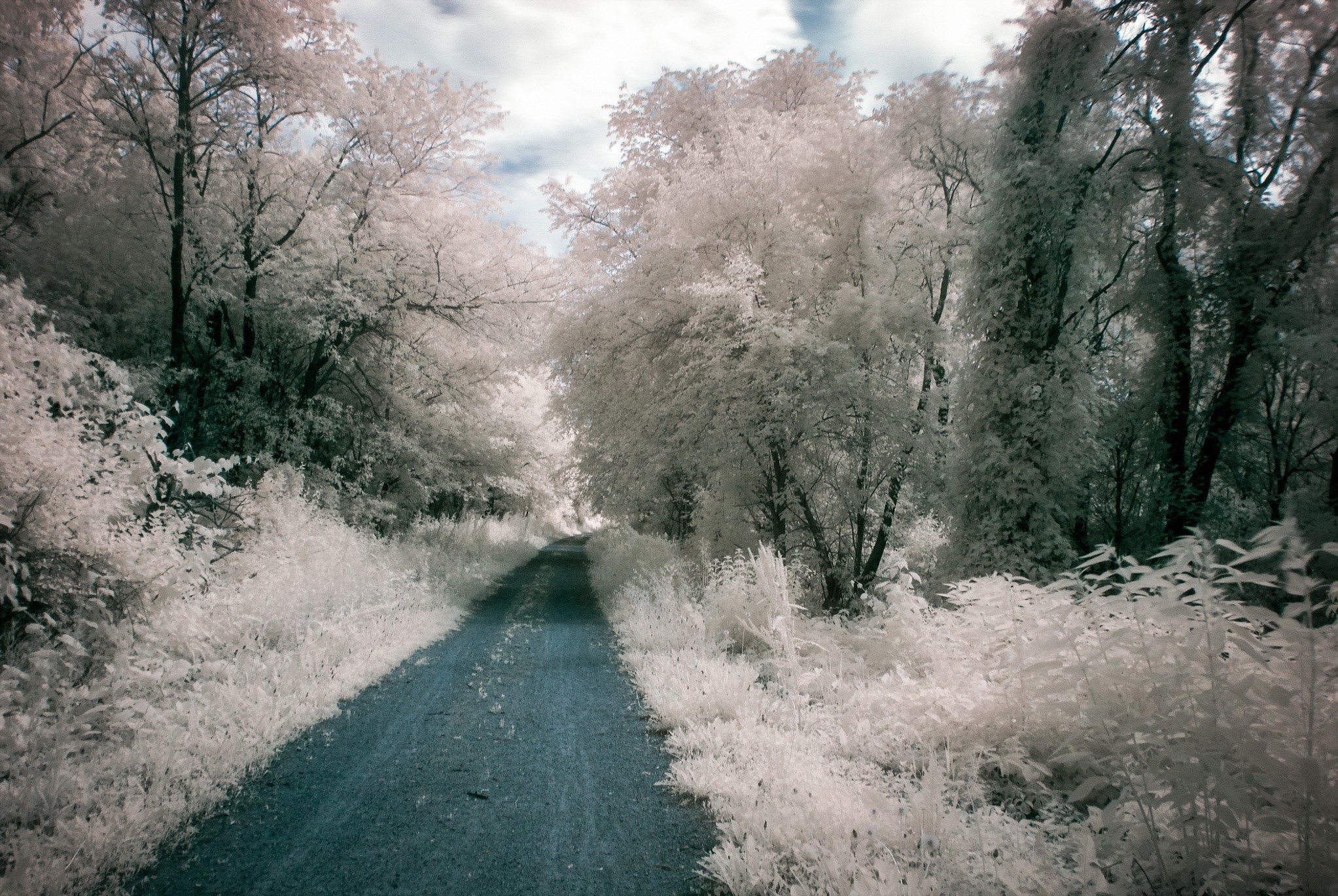 A dirt road winds through a forest with white trees HD Wallpaper