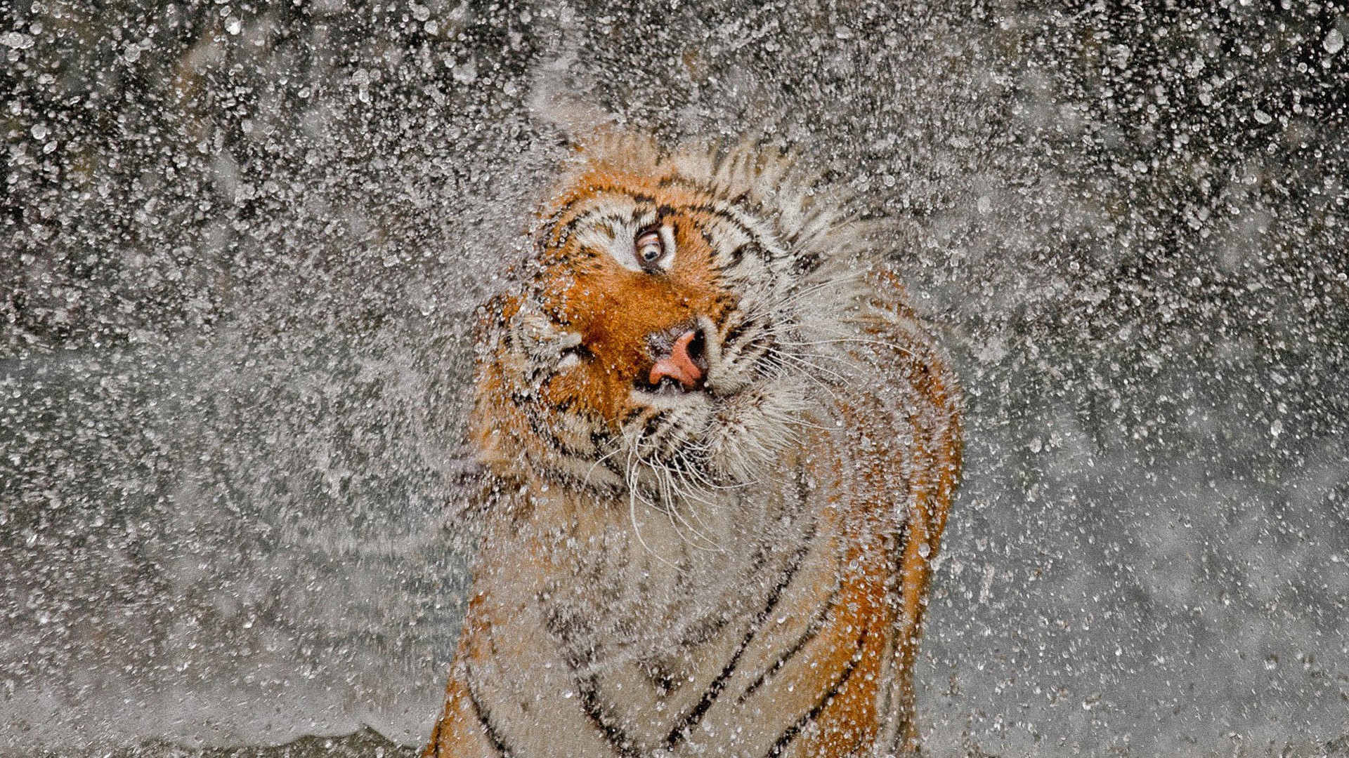 Tiger shaking water off its head HD Wallpaper