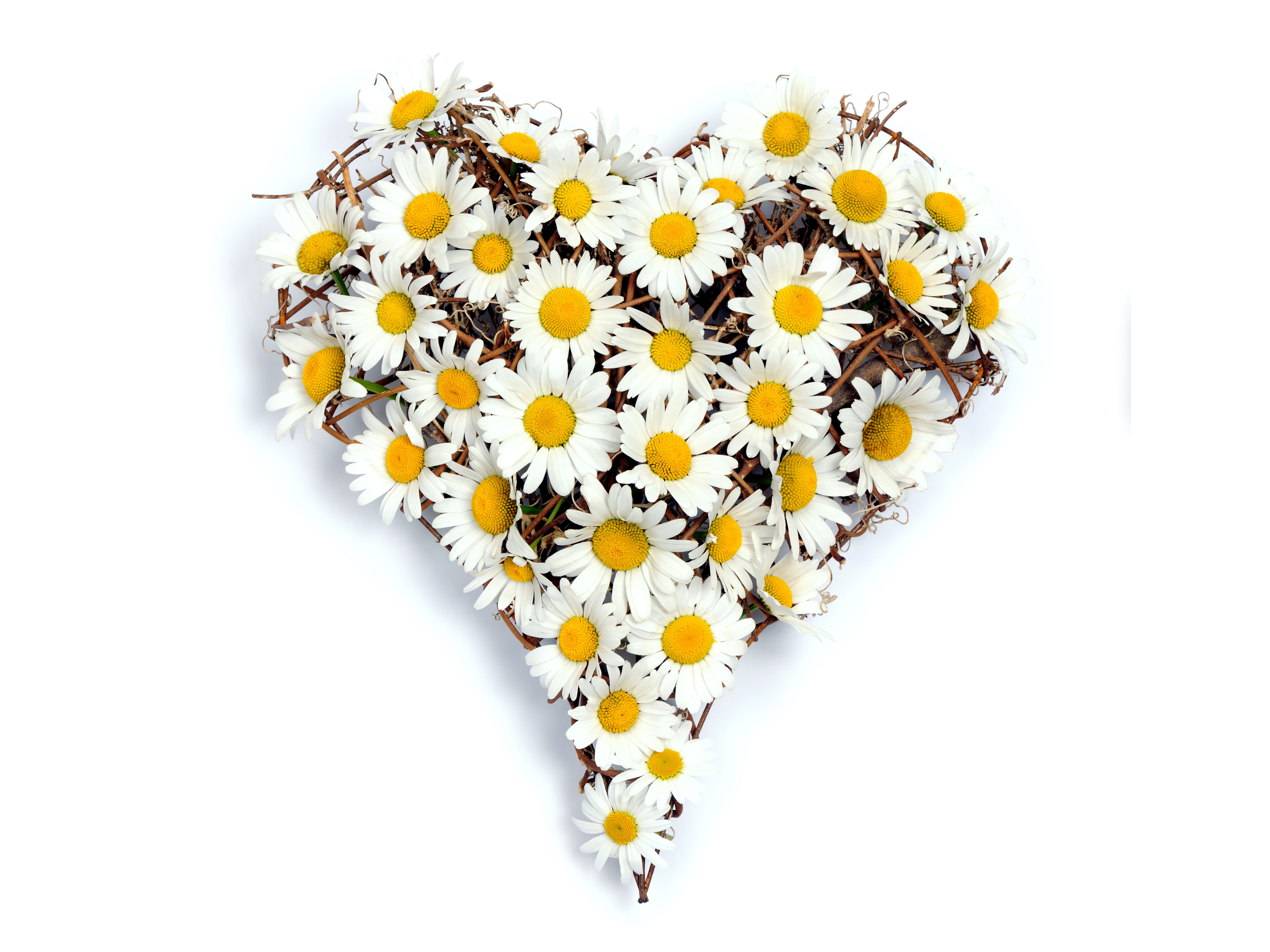 Heart shape made of daisies and twigs HD Wallpaper