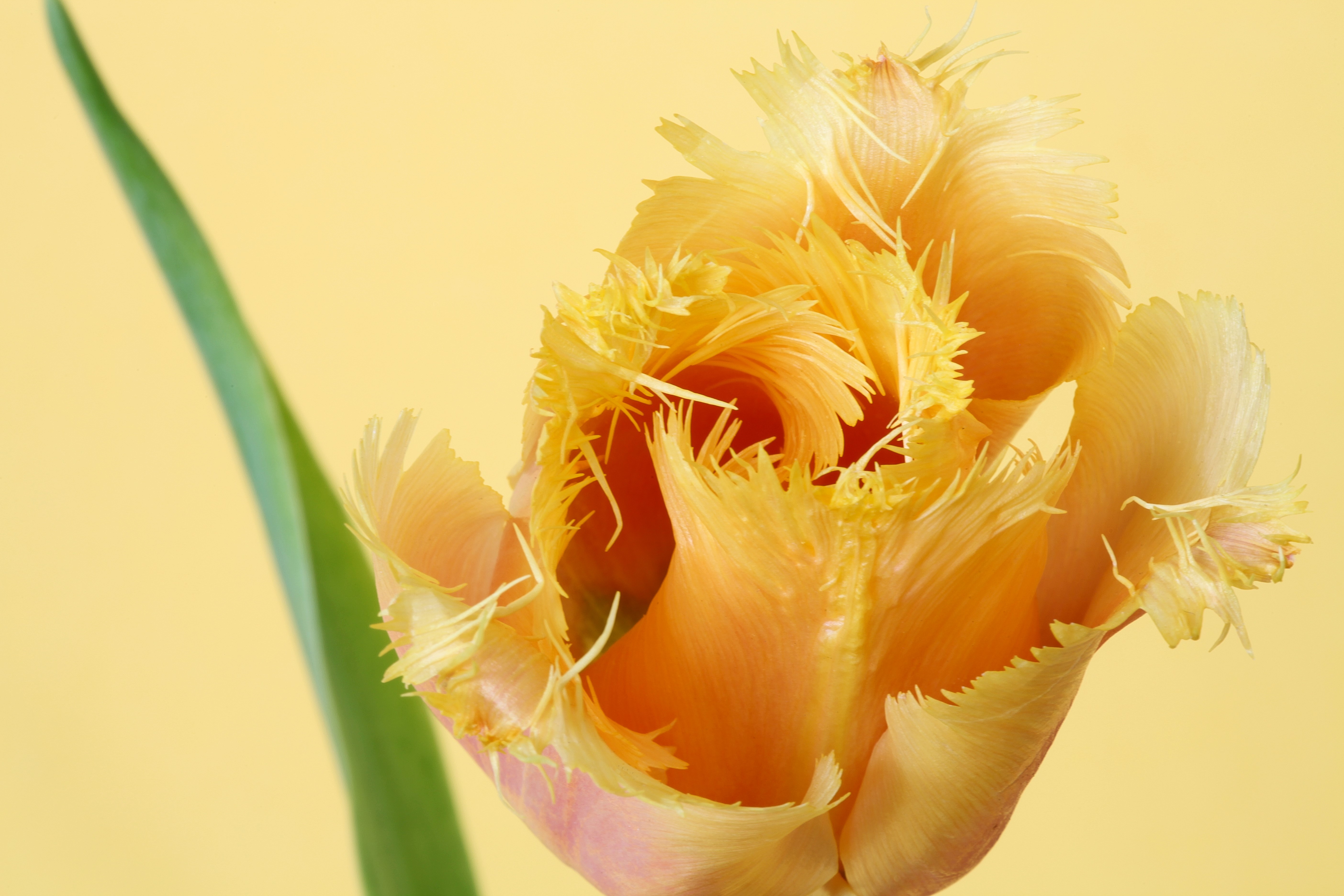 Fringed Tulip Closeup HD Wallpaper
