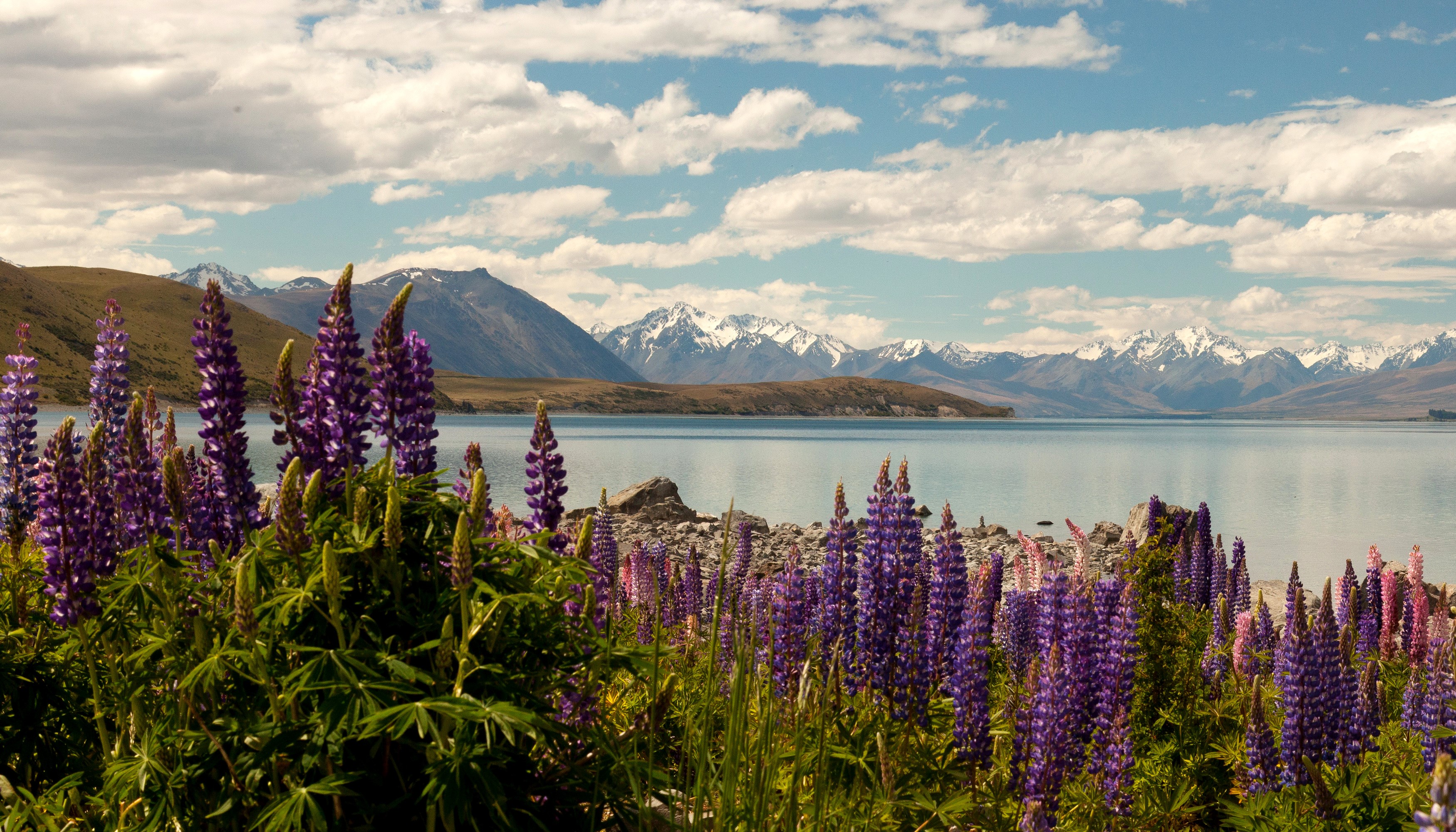 Lake Tekapo, New Zealand with Lupins and Mountains HD Wallpaper