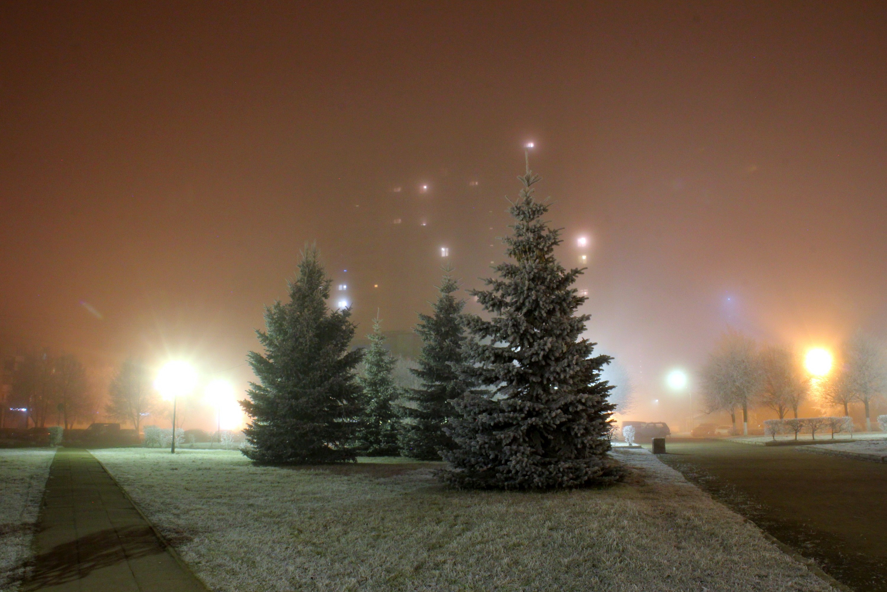 Winter night in St. Petersburg with spruce trees HD Wallpaper