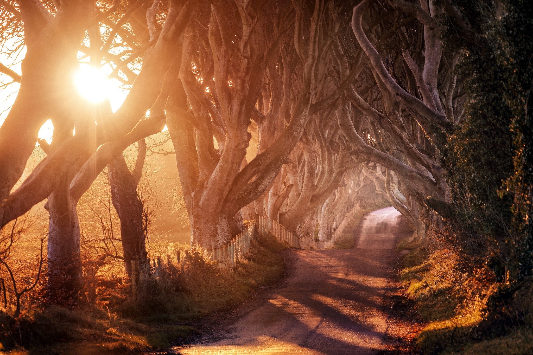 Sunlight through trees on a road HD Wallpaper