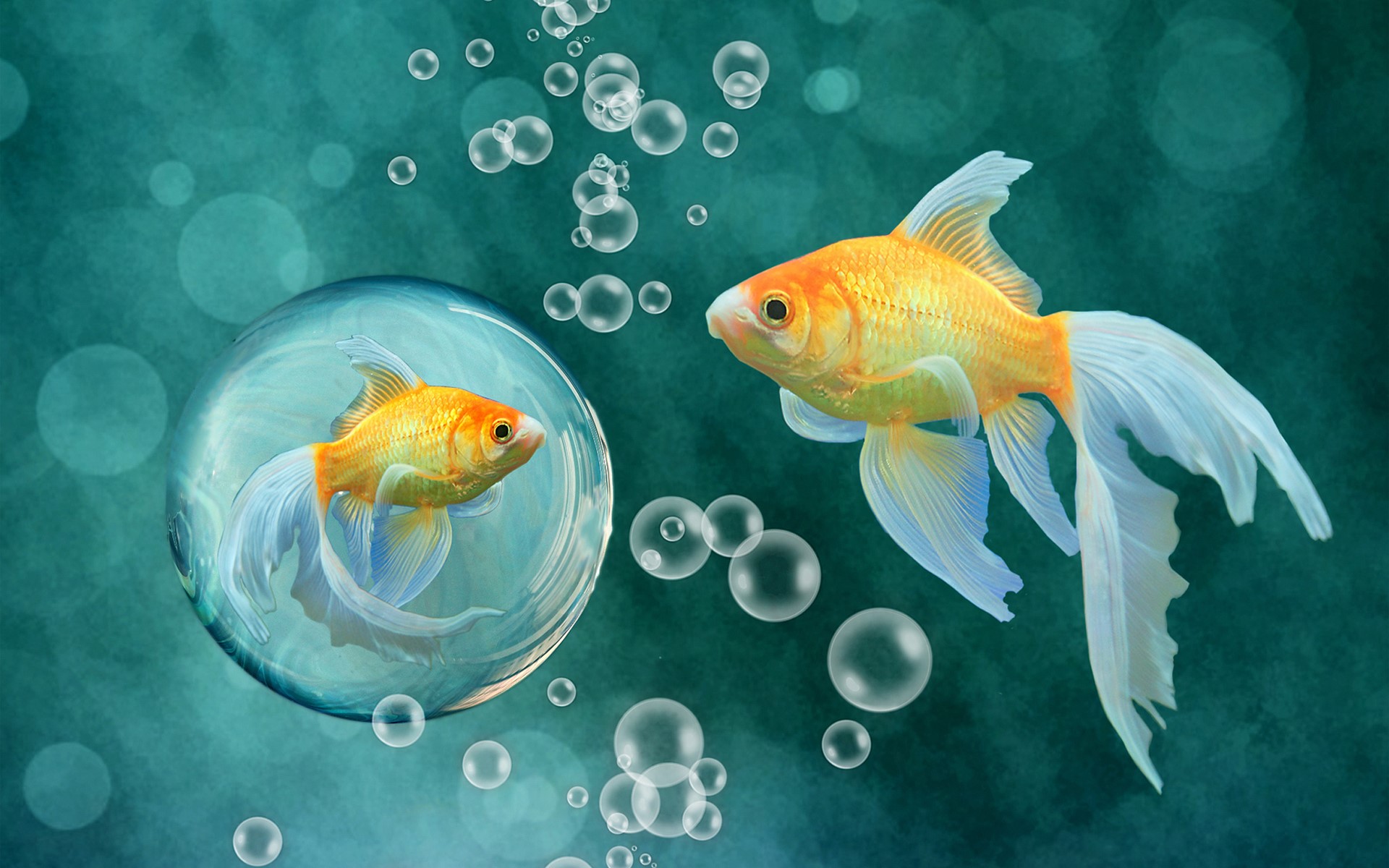 Goldfish in a bubble and outside HD Wallpaper