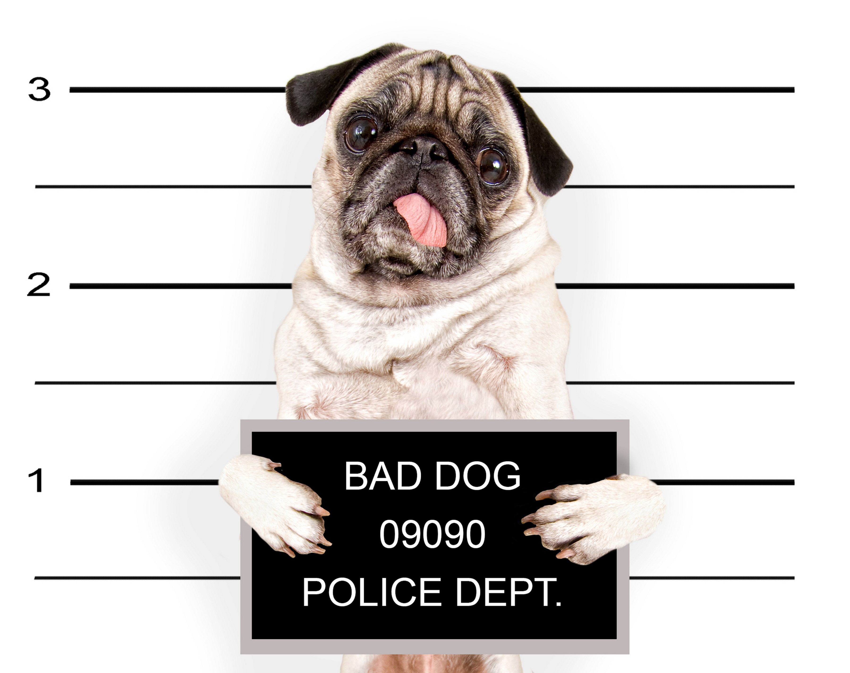 Pug dog holding a police department sign HD Wallpaper