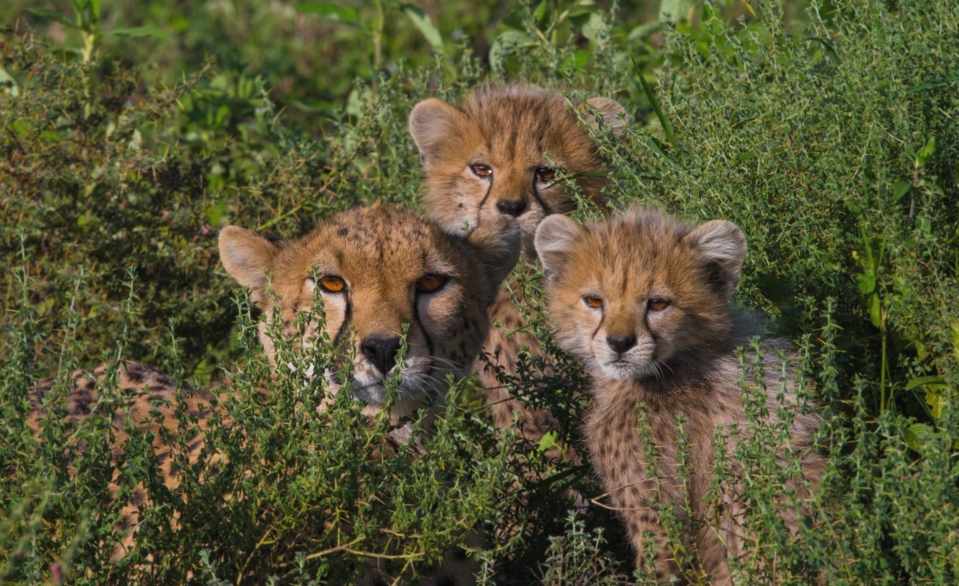 Three cheetah cubs and an adult cheetah in tall grass HD Wallpaper