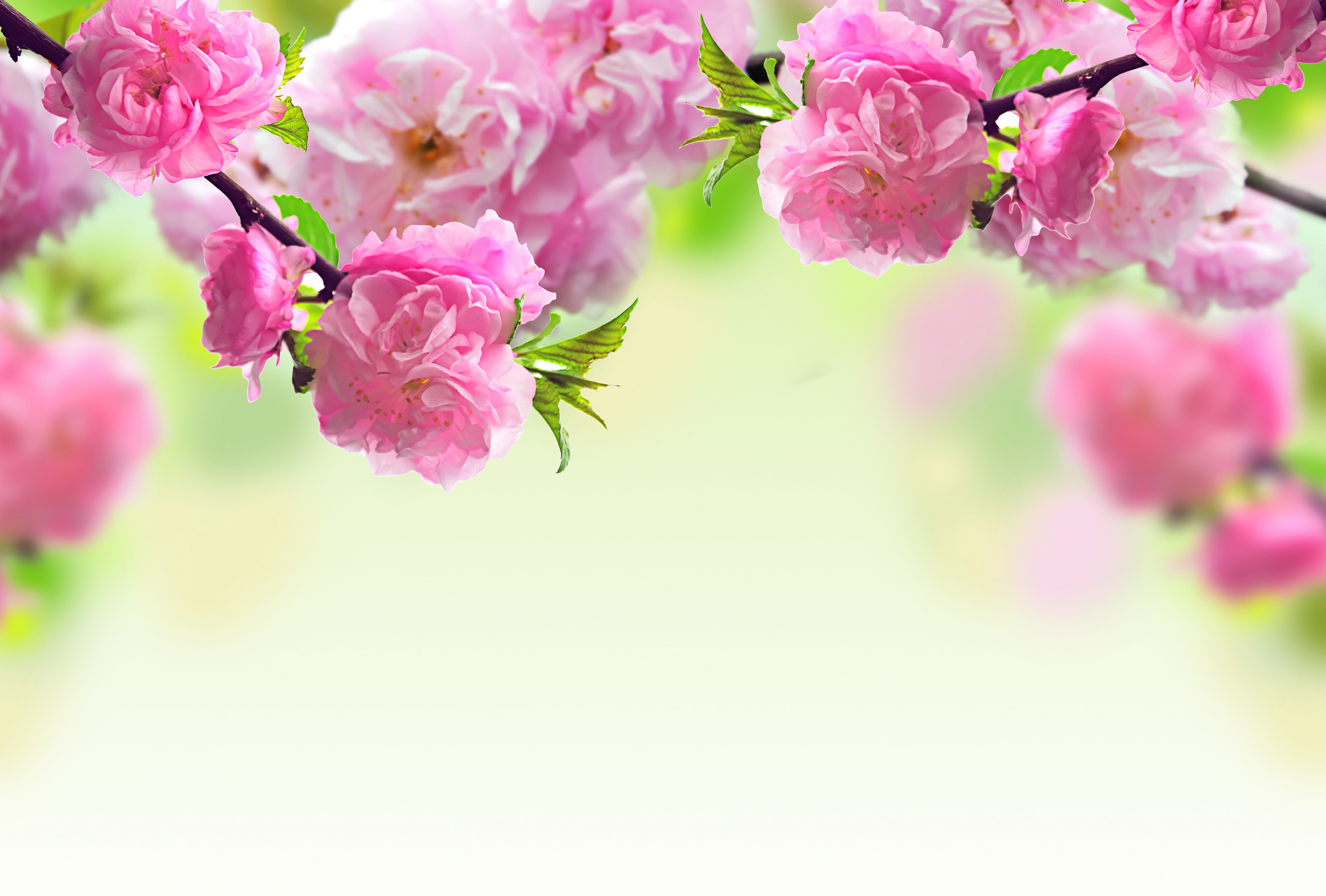 Pink flowering branches with blurred background HD Wallpaper