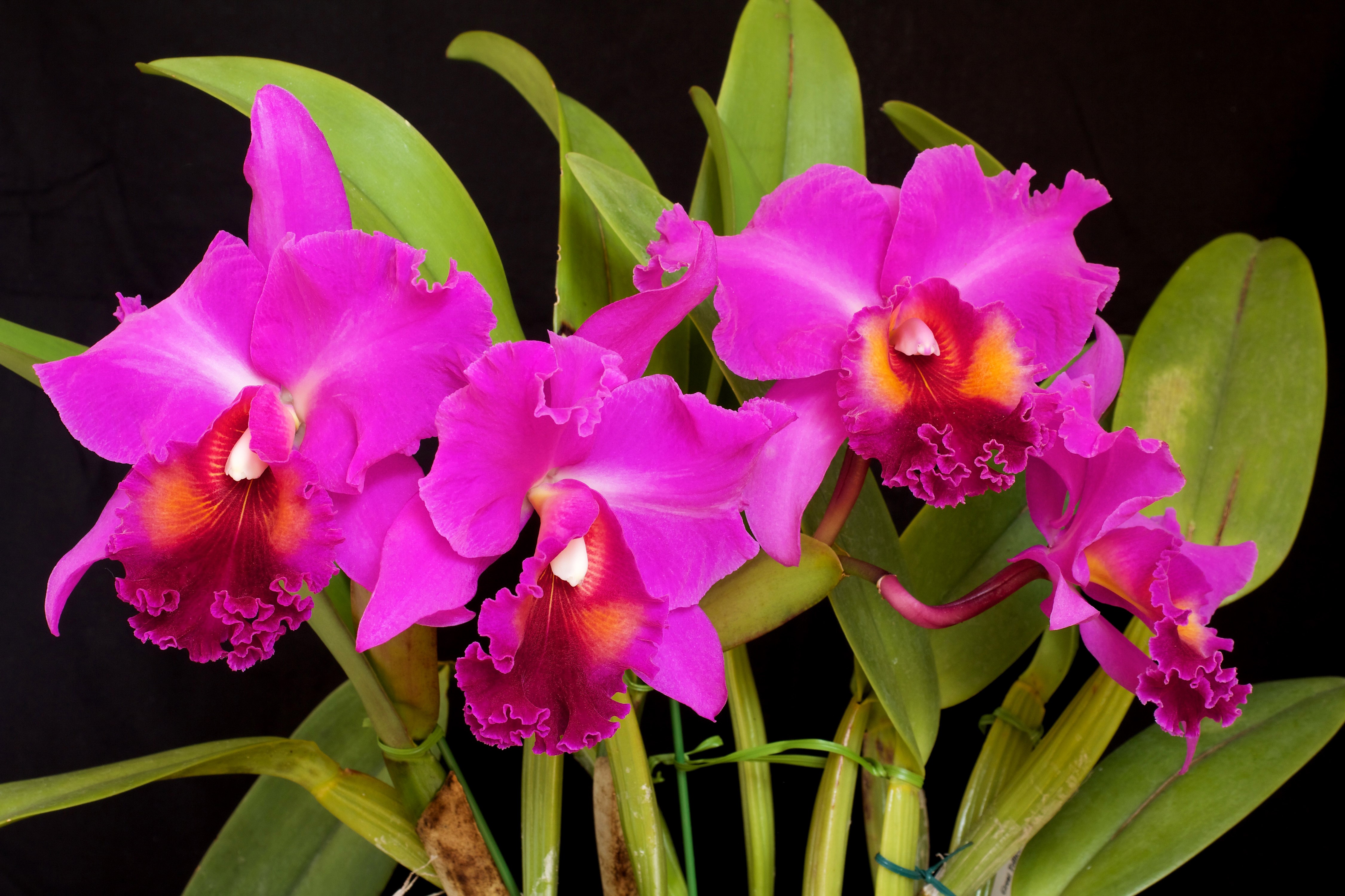 4K Pink Orchid Closeup HD Wallpaper