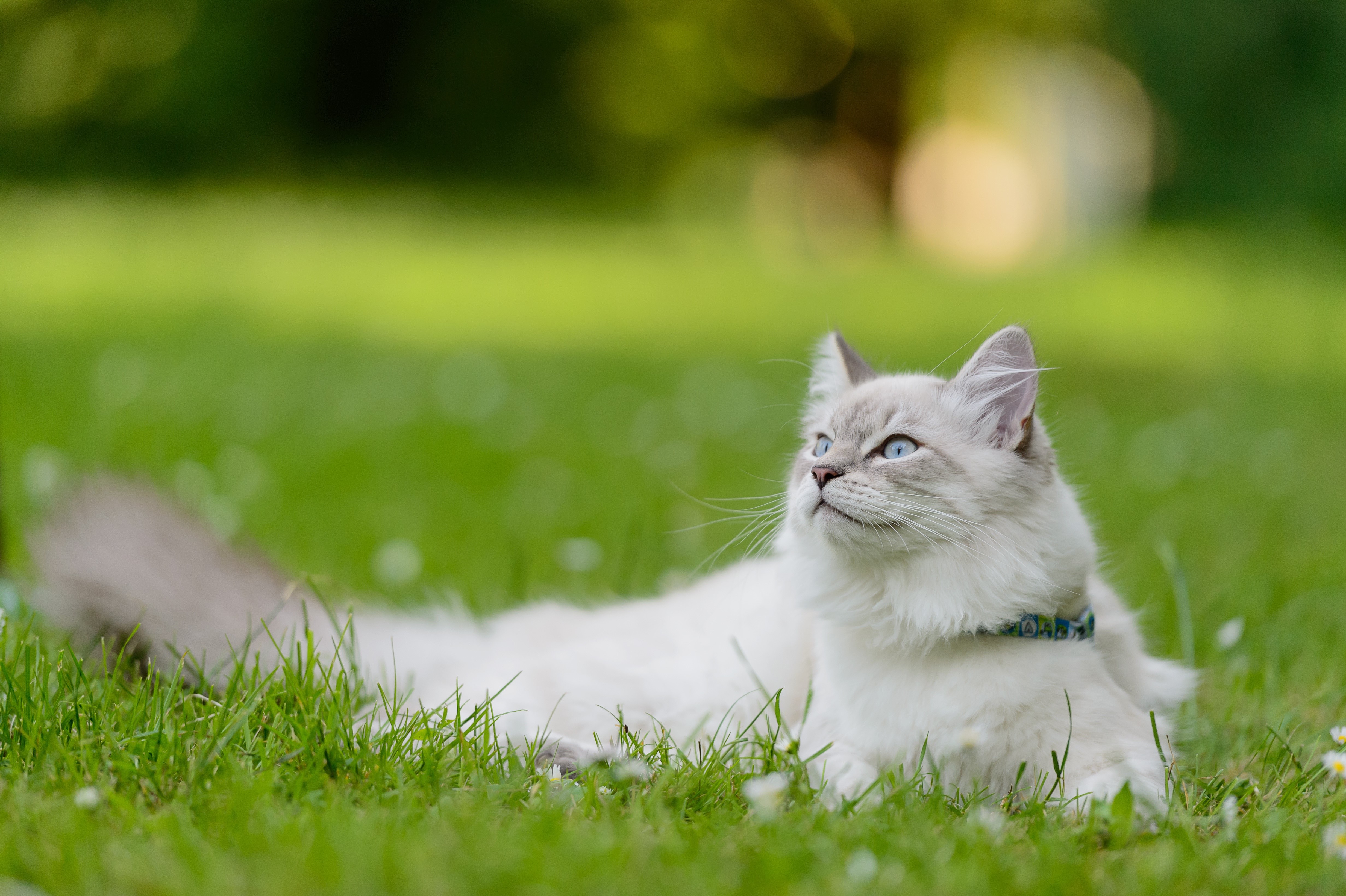 Fluffy Cat Lying on Grass HD Wallpaper