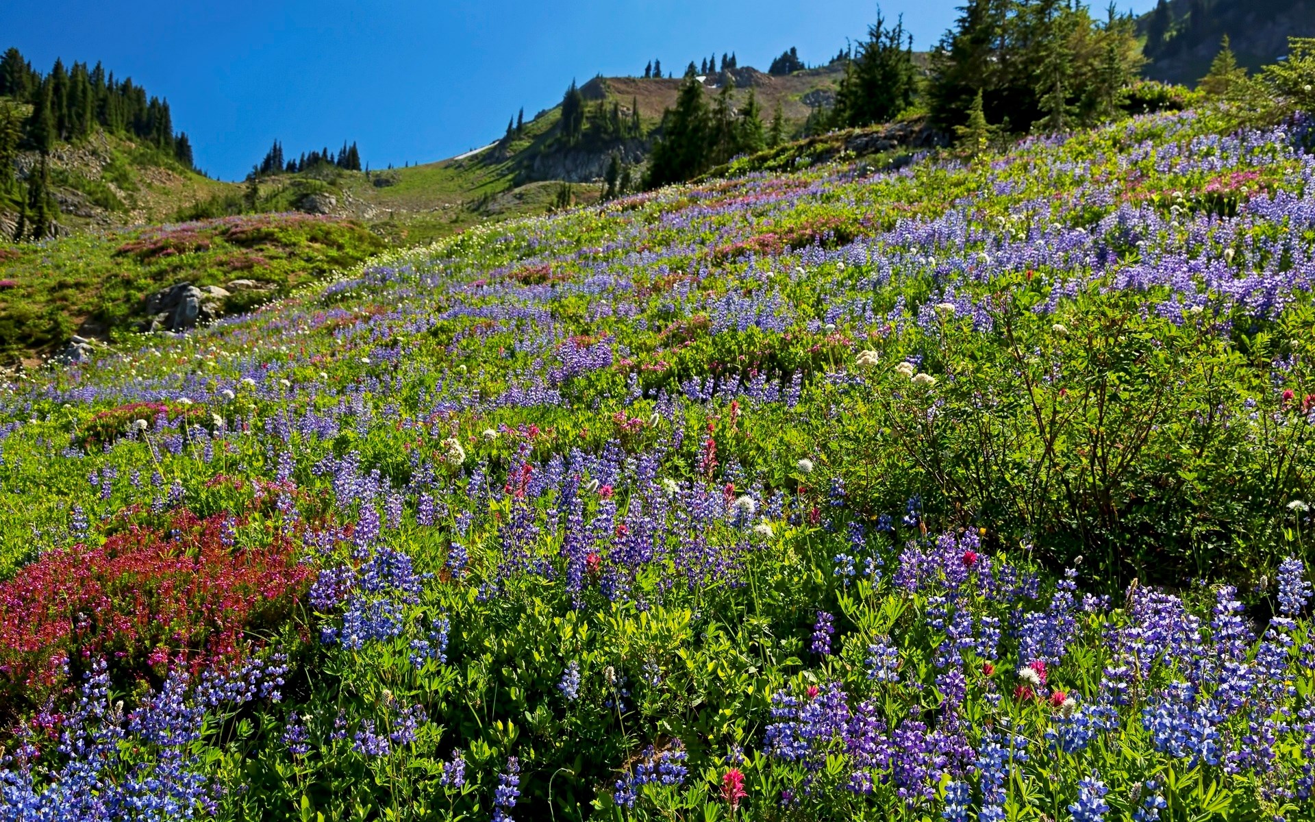 Mountain slope covered in wildflowers under a clear blue sky HD Wallpaper