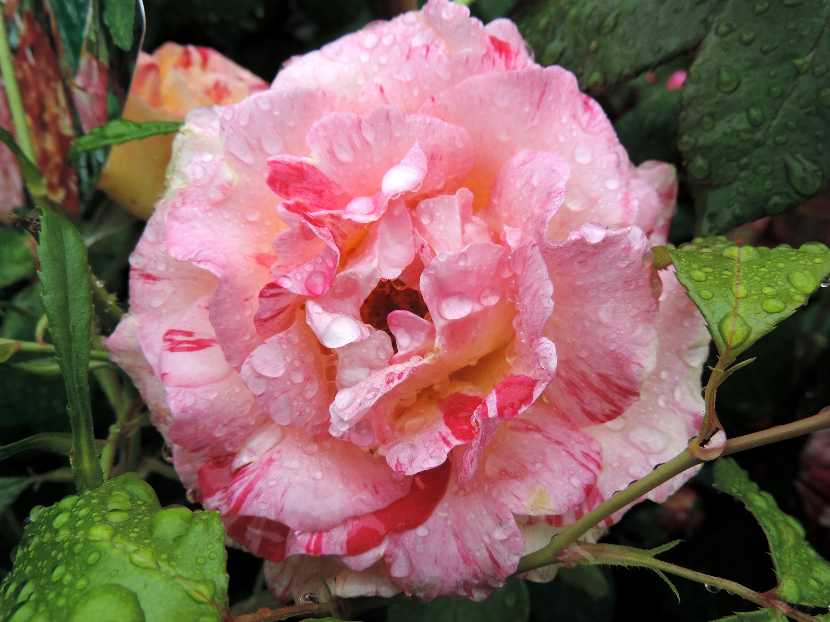 Pink and white striped rose with water droplets HD Wallpaper