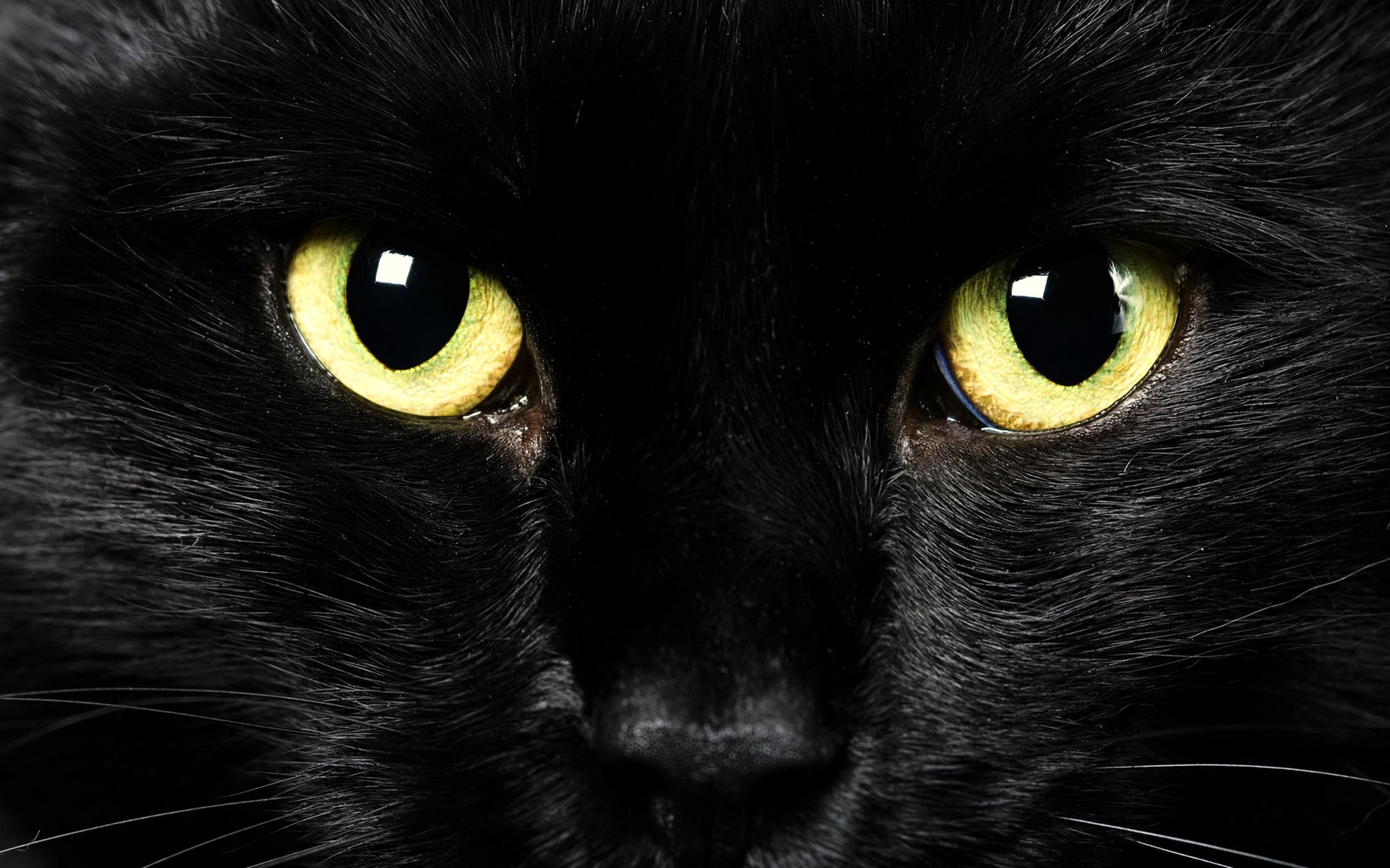 Close-up of a black cat's yellow eyes HD Wallpaper