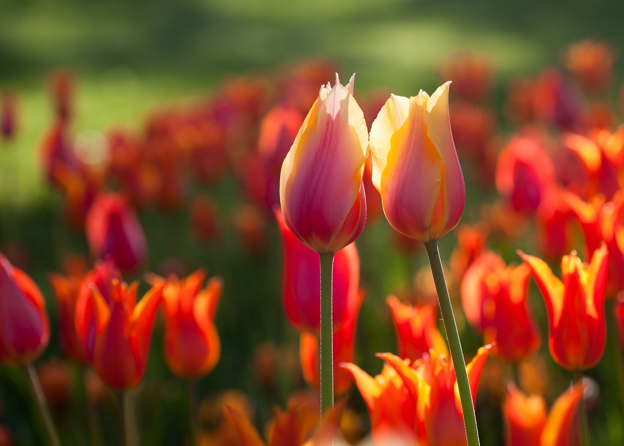 Two pink and yellow tulips in a field of red tulips HD Wallpaper