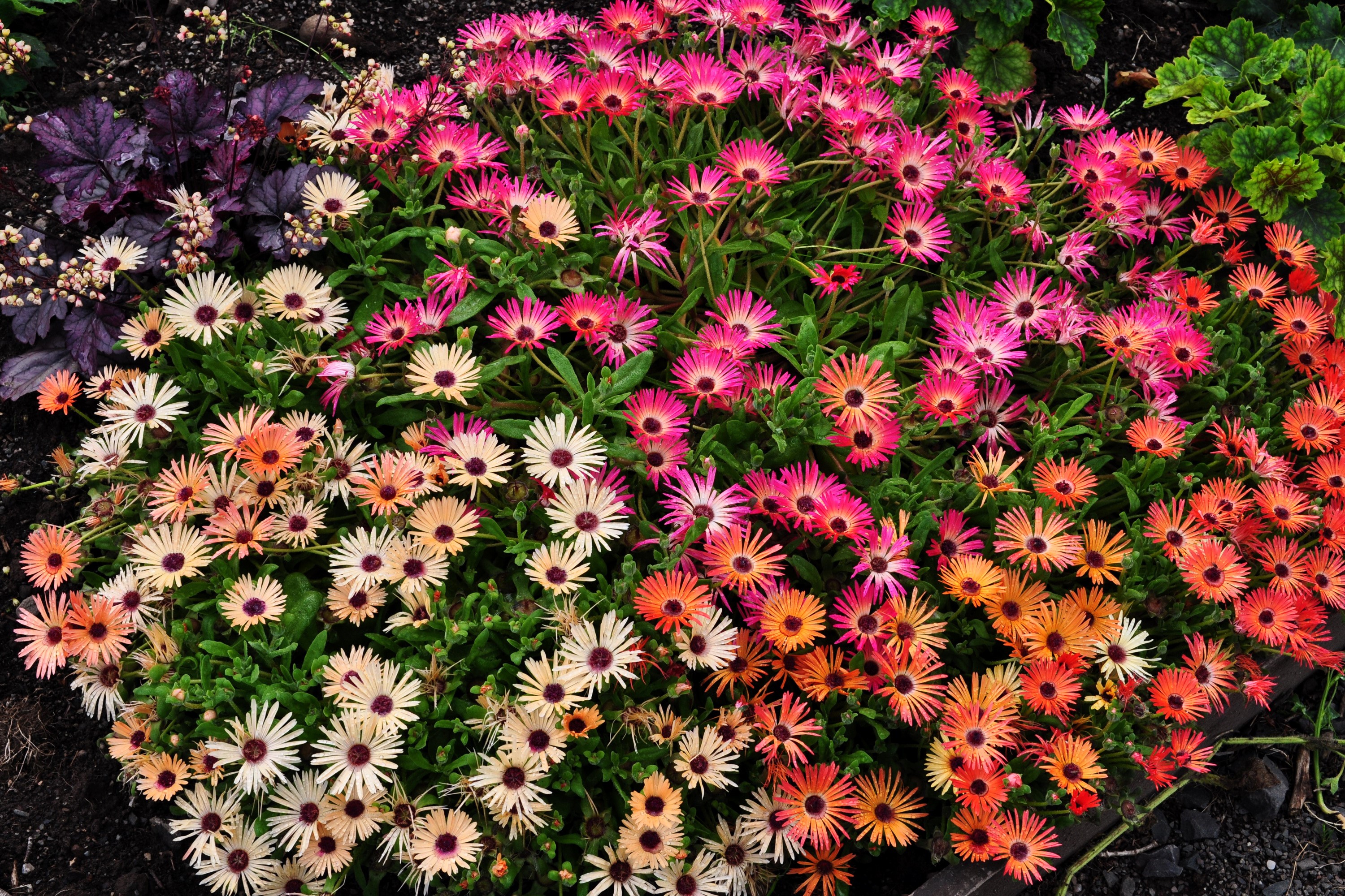 Colorful Mesembryanthemum flowers in a garden bed HD Wallpaper