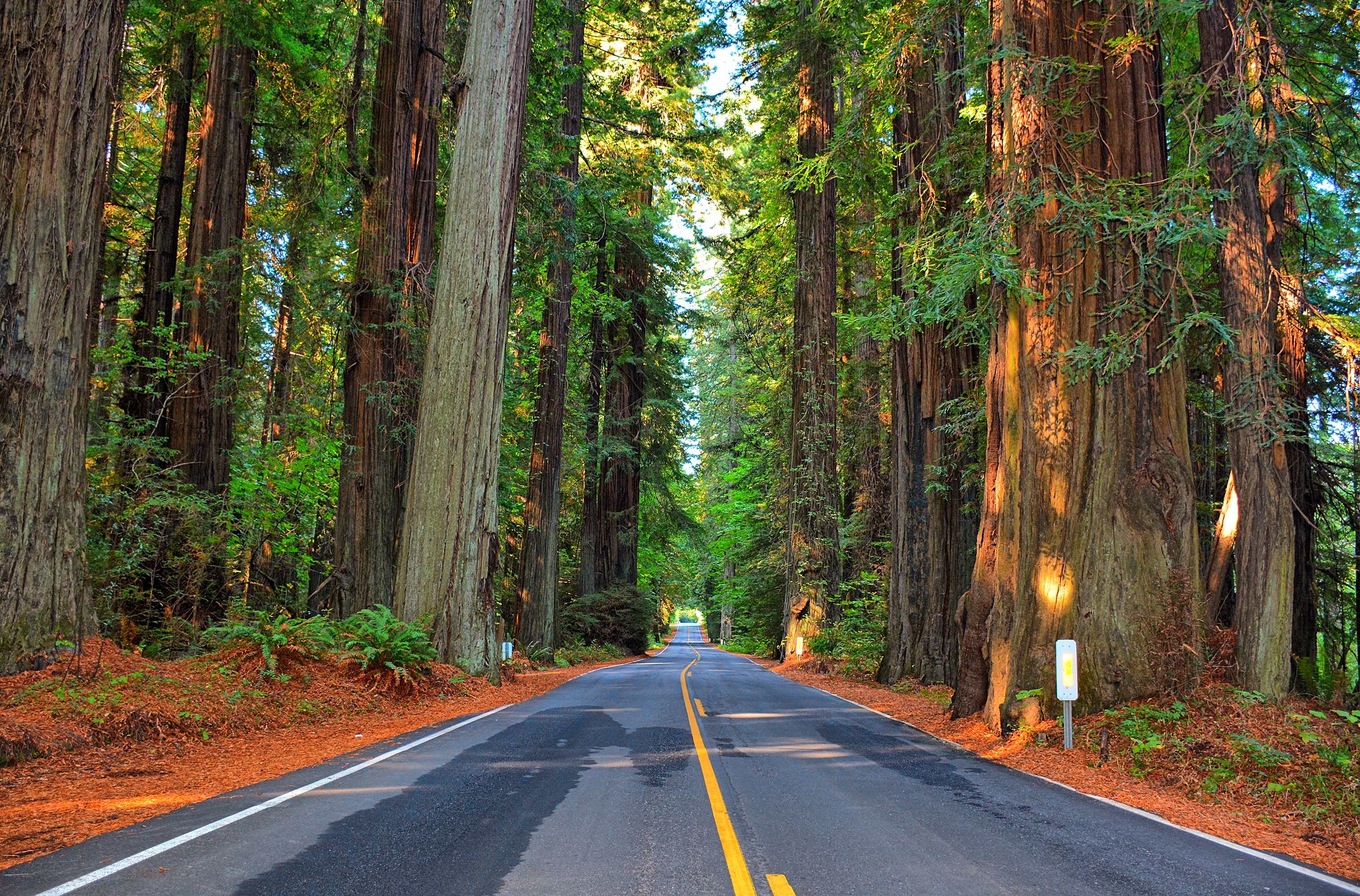 Road through a redwood forest HD Wallpaper