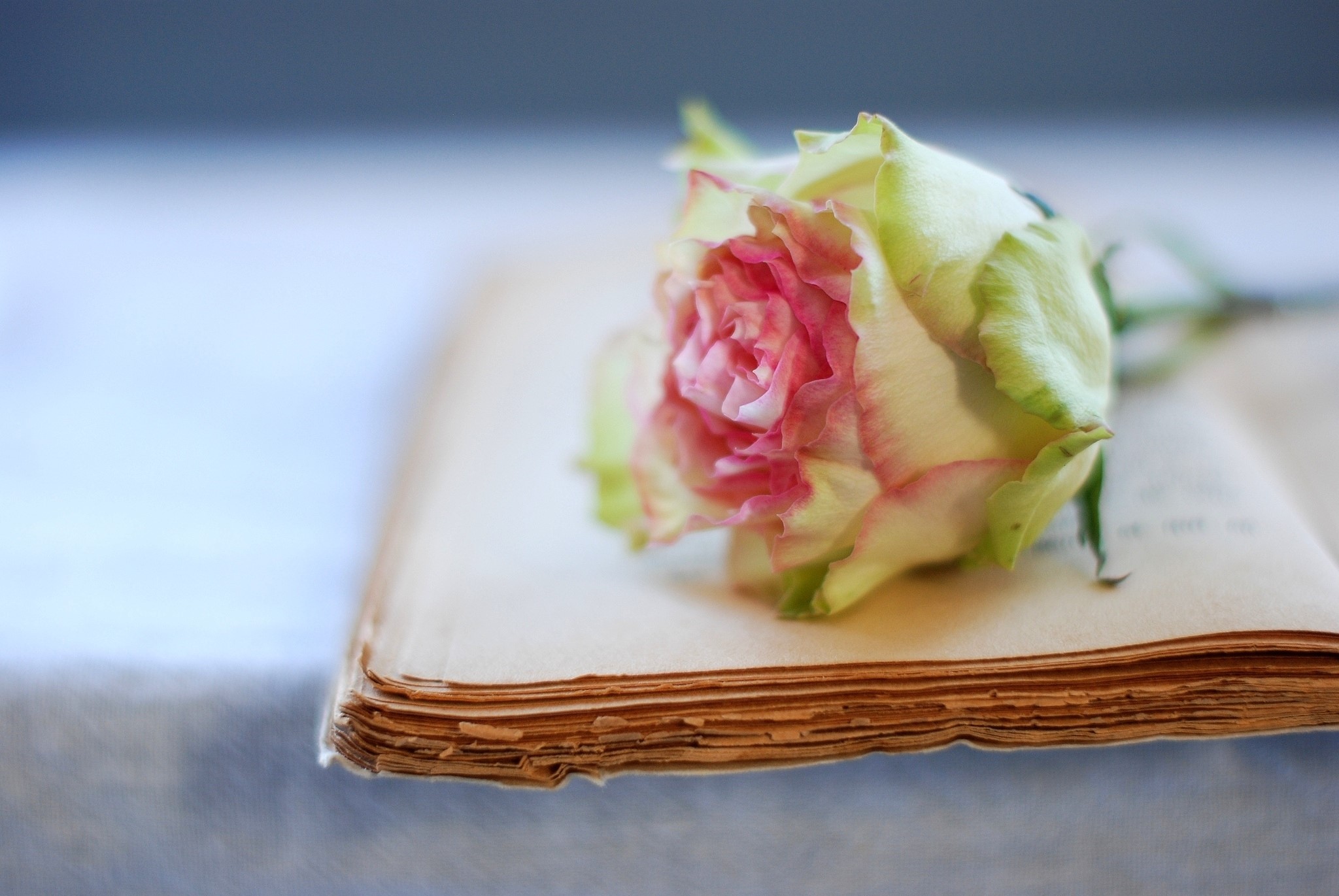 Rose on an old book HD Wallpaper