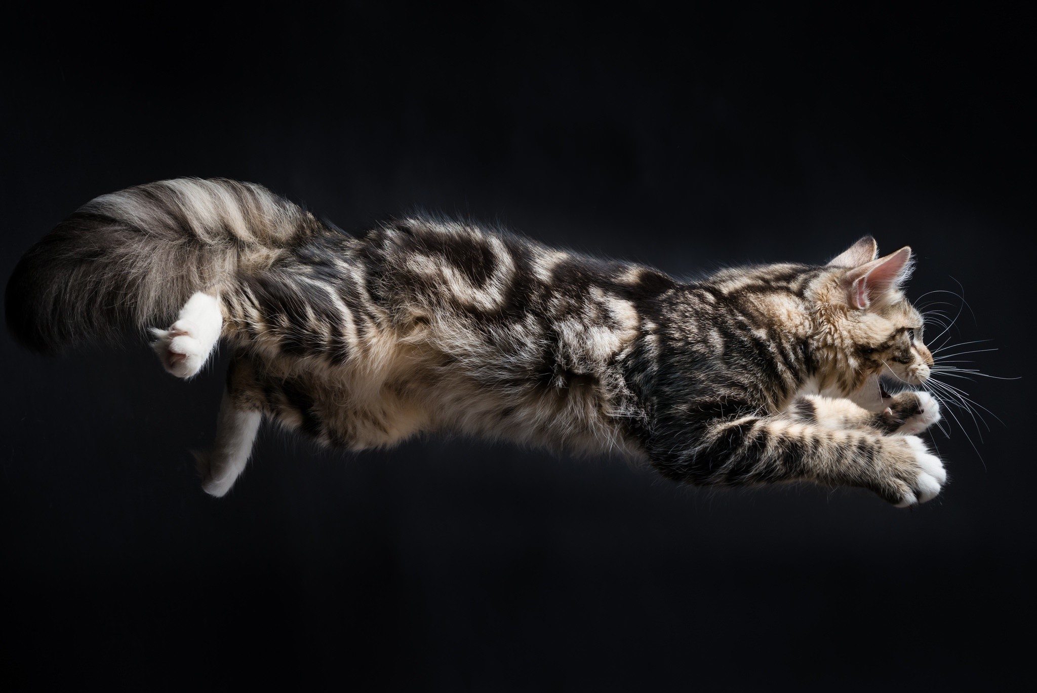 Tabby cat jumping against a black background HD Wallpaper