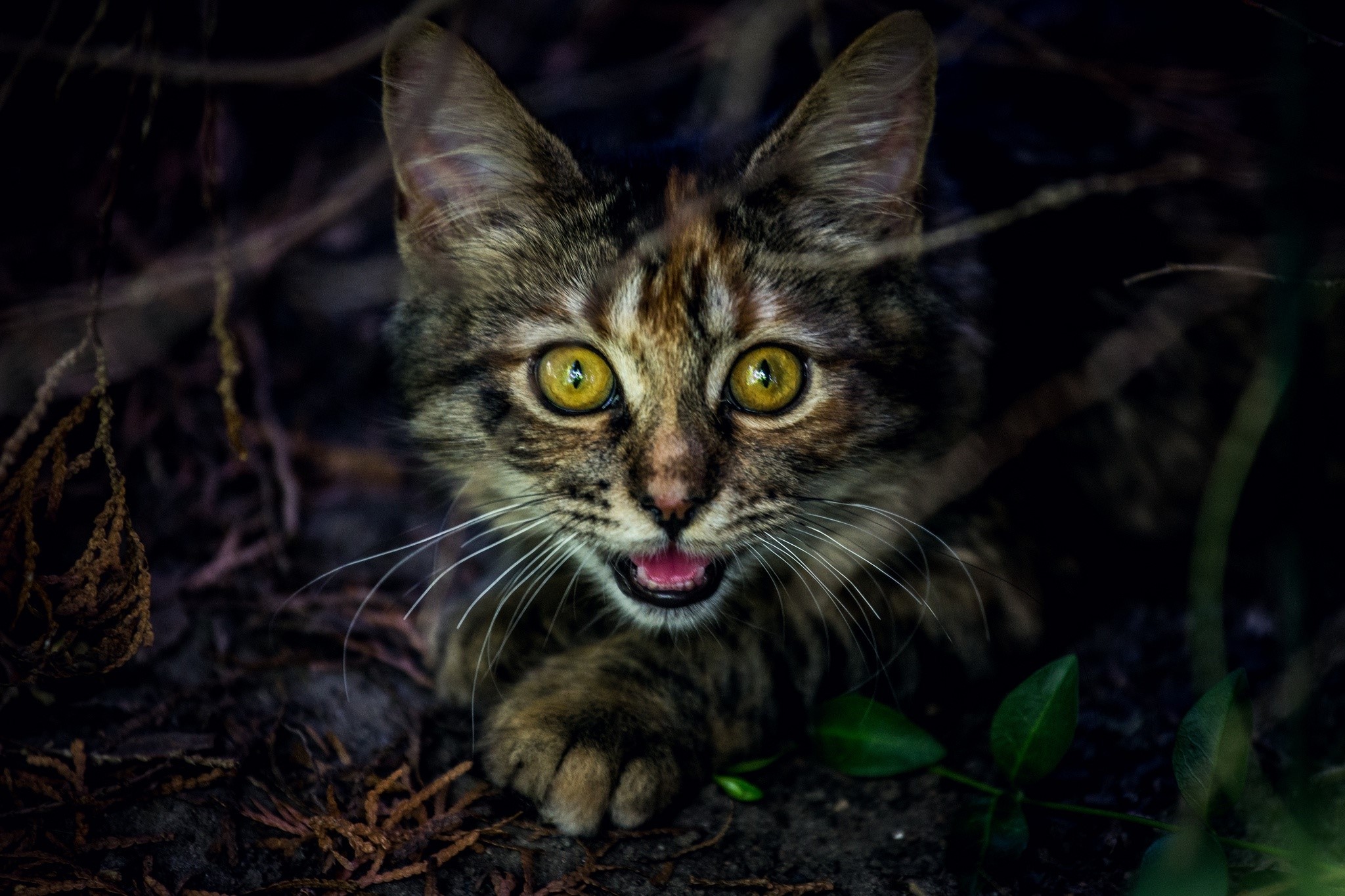 A tabby cat with bright yellow eyes peeking out from foliage HD Wallpaper