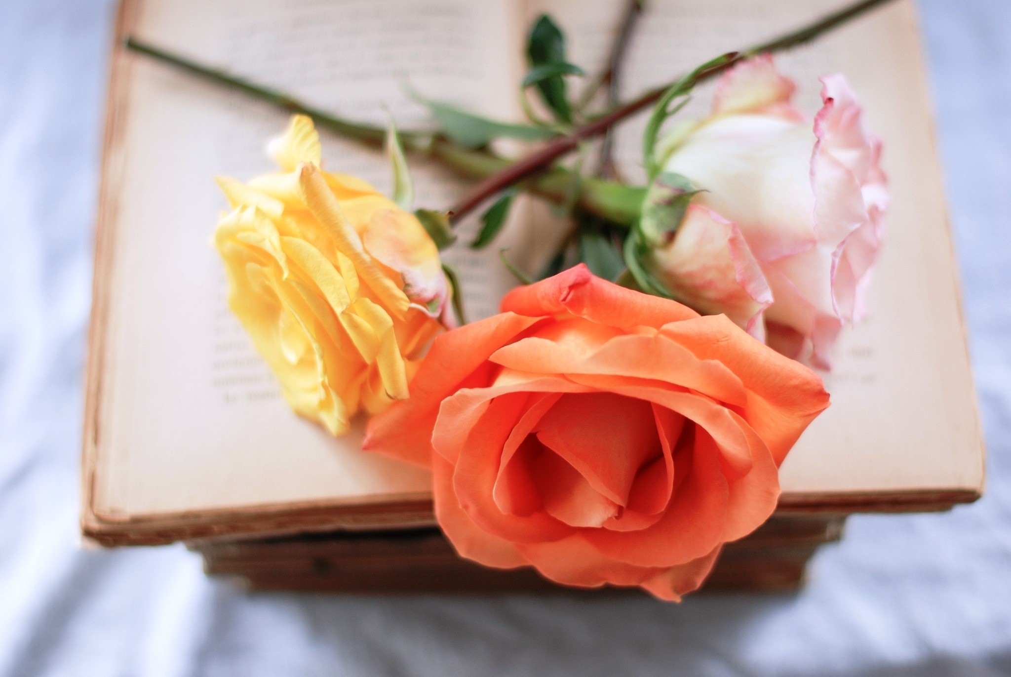 Roses on an old book HD Wallpaper