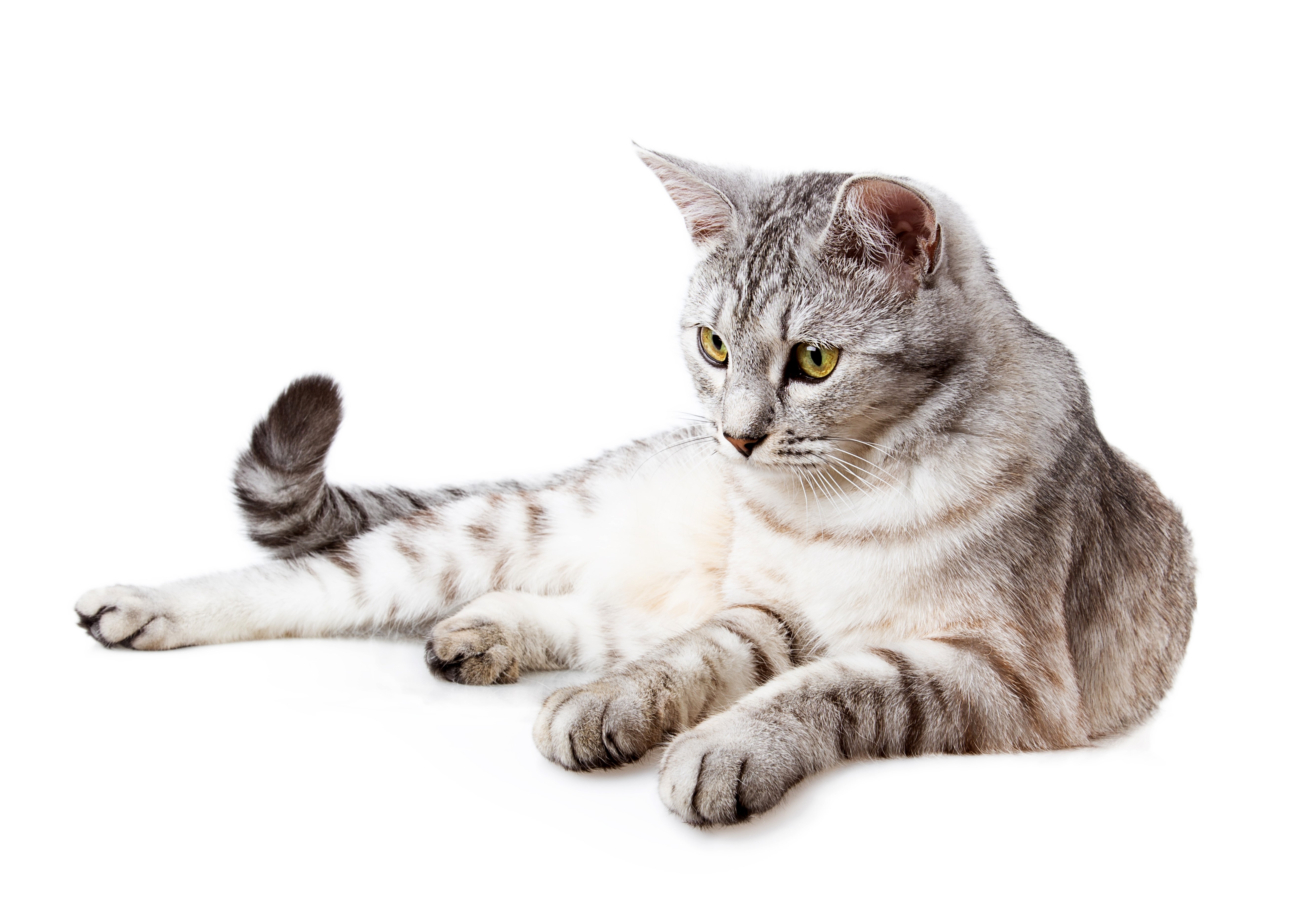 Silver tabby cat lying down HD Wallpaper