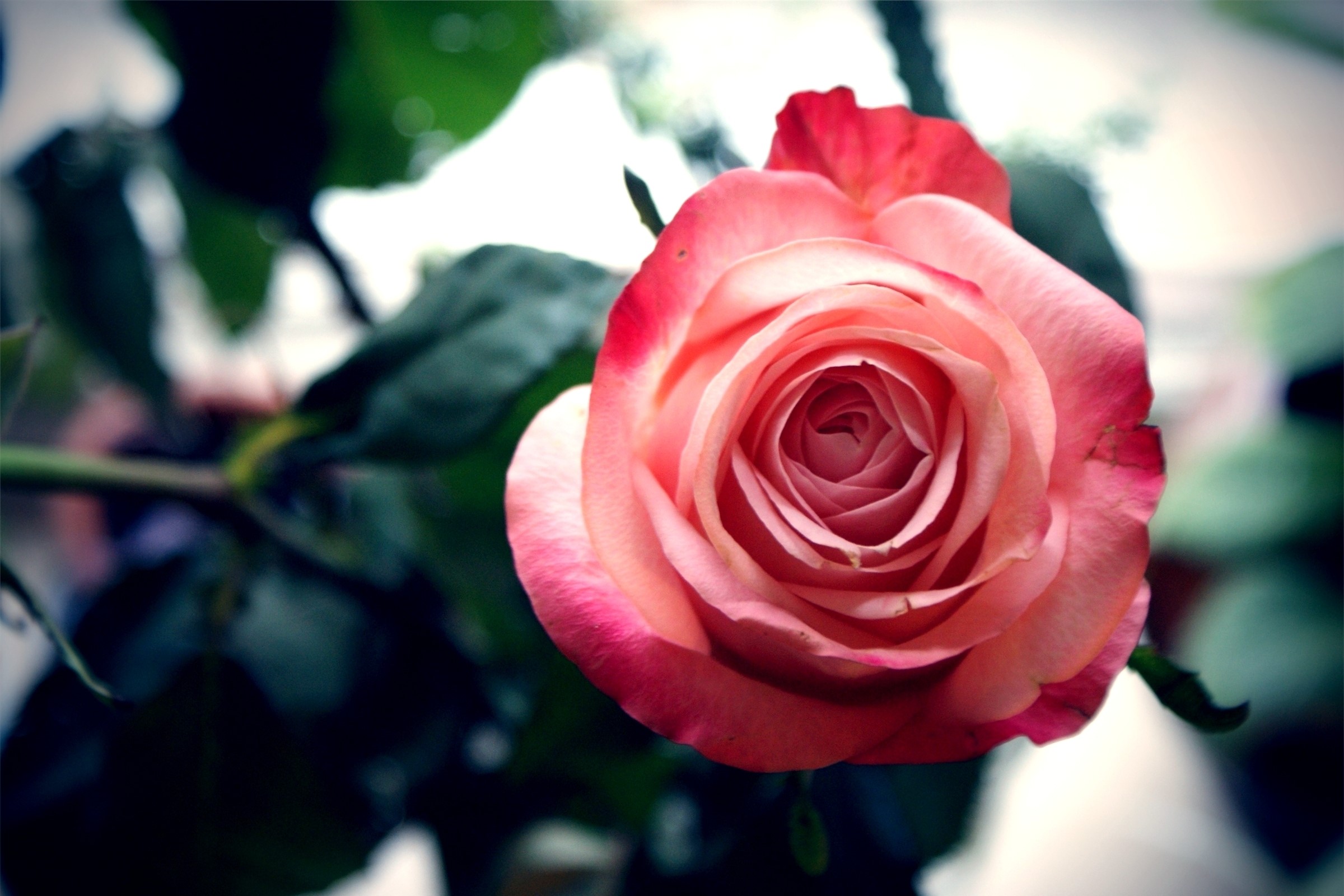 Close-up of a pink and red rose HD Wallpaper