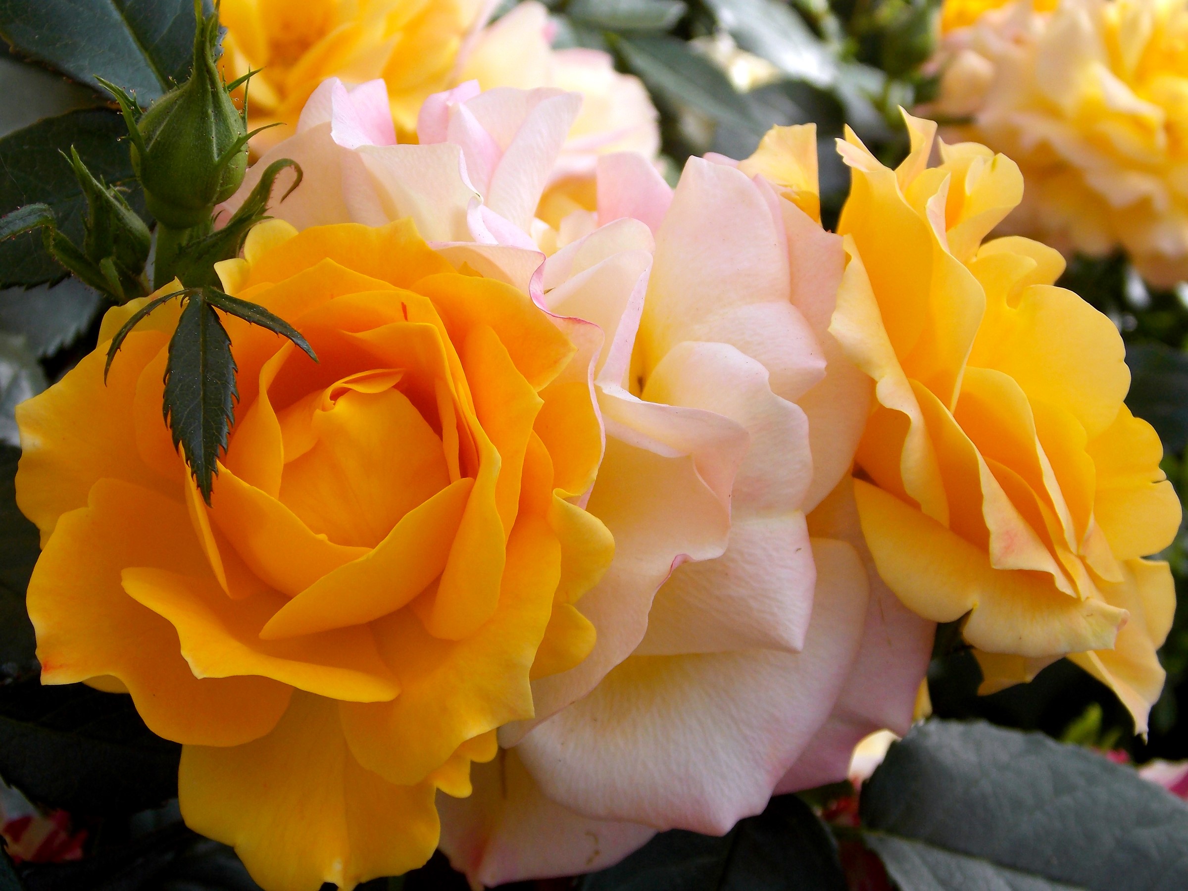 Yellow and pink roses with a bud HD Wallpaper