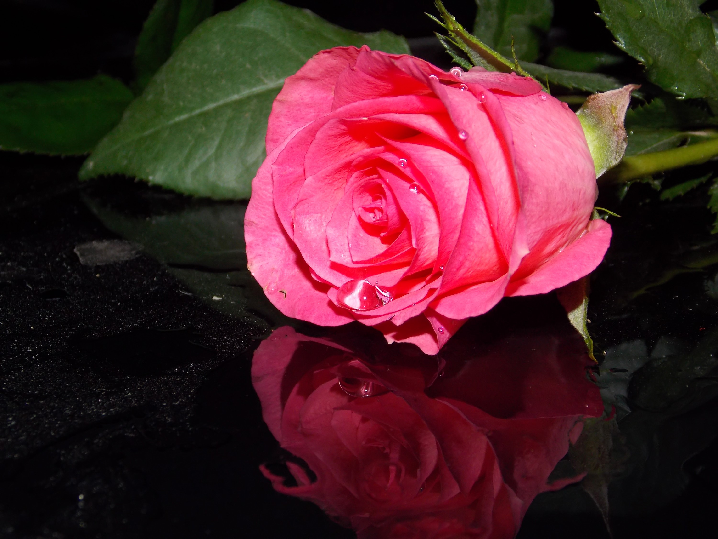 Pink rose with water droplets on a black reflective surface HD Wallpaper