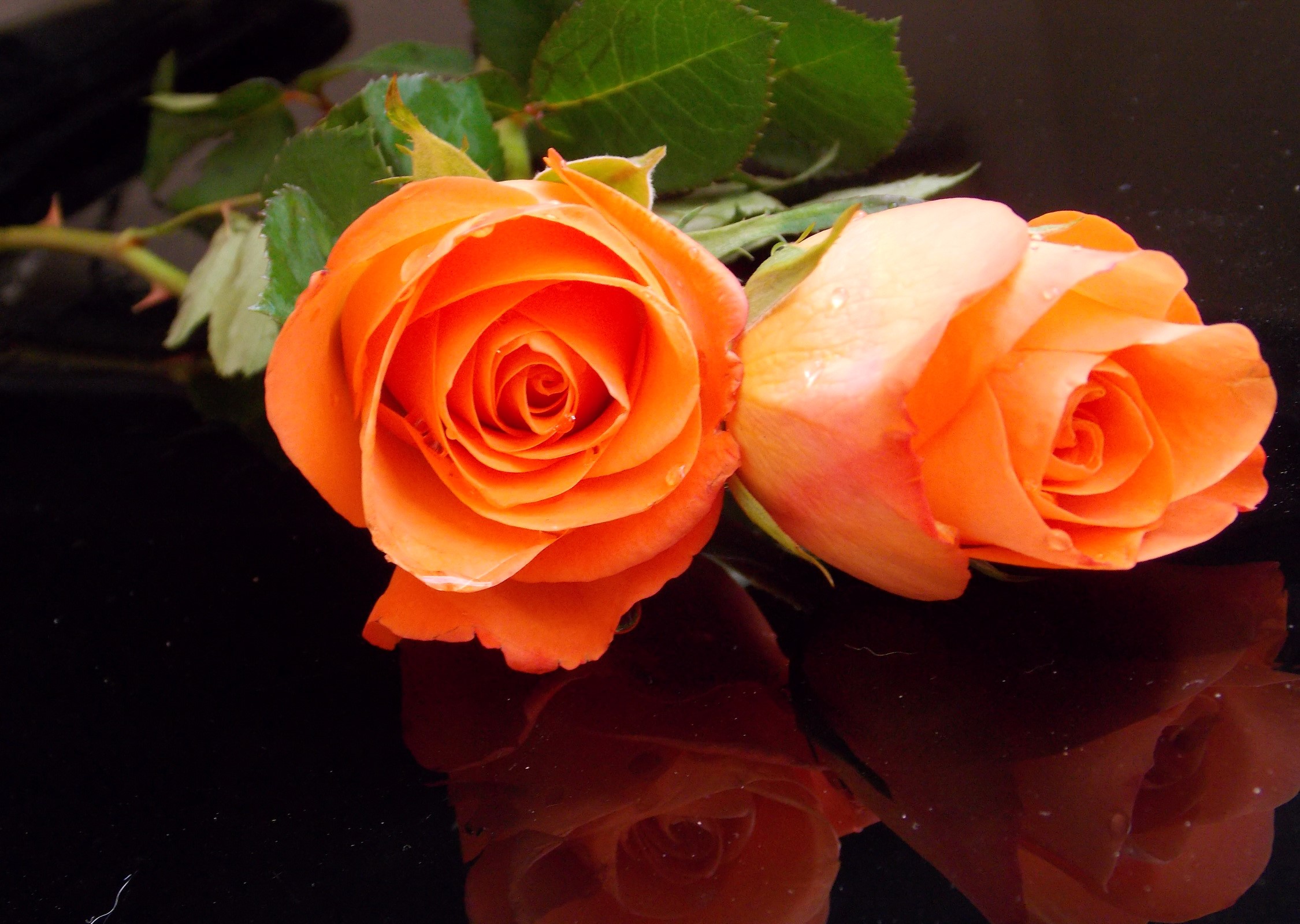 Two orange roses on a black reflective surface HD Wallpaper