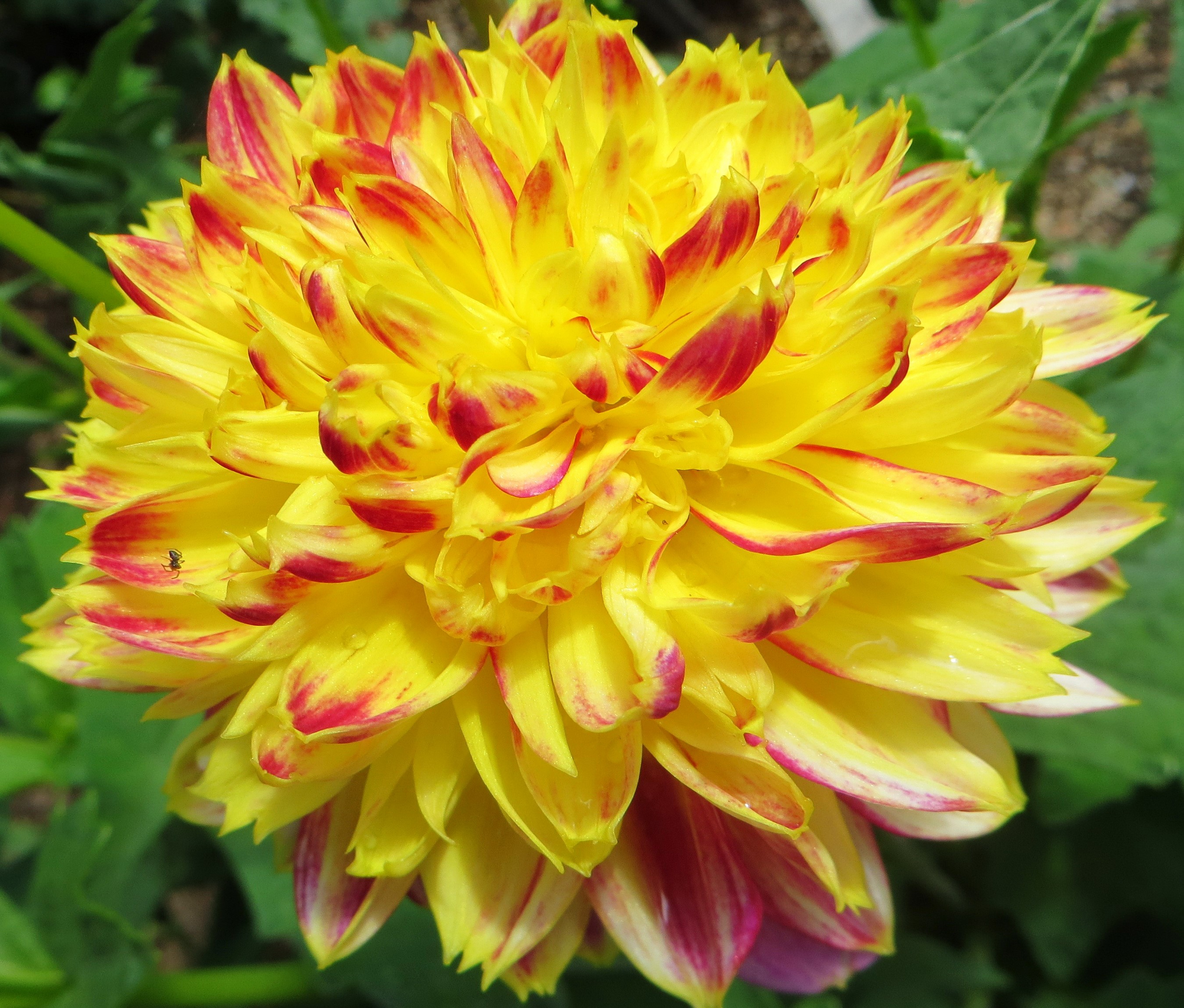 Yellow and red dahlia flower closeup HD Wallpaper
