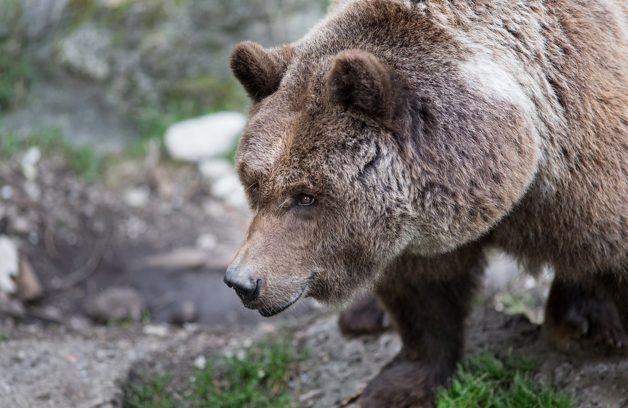 Bears Brown Bears HD Wallpaper