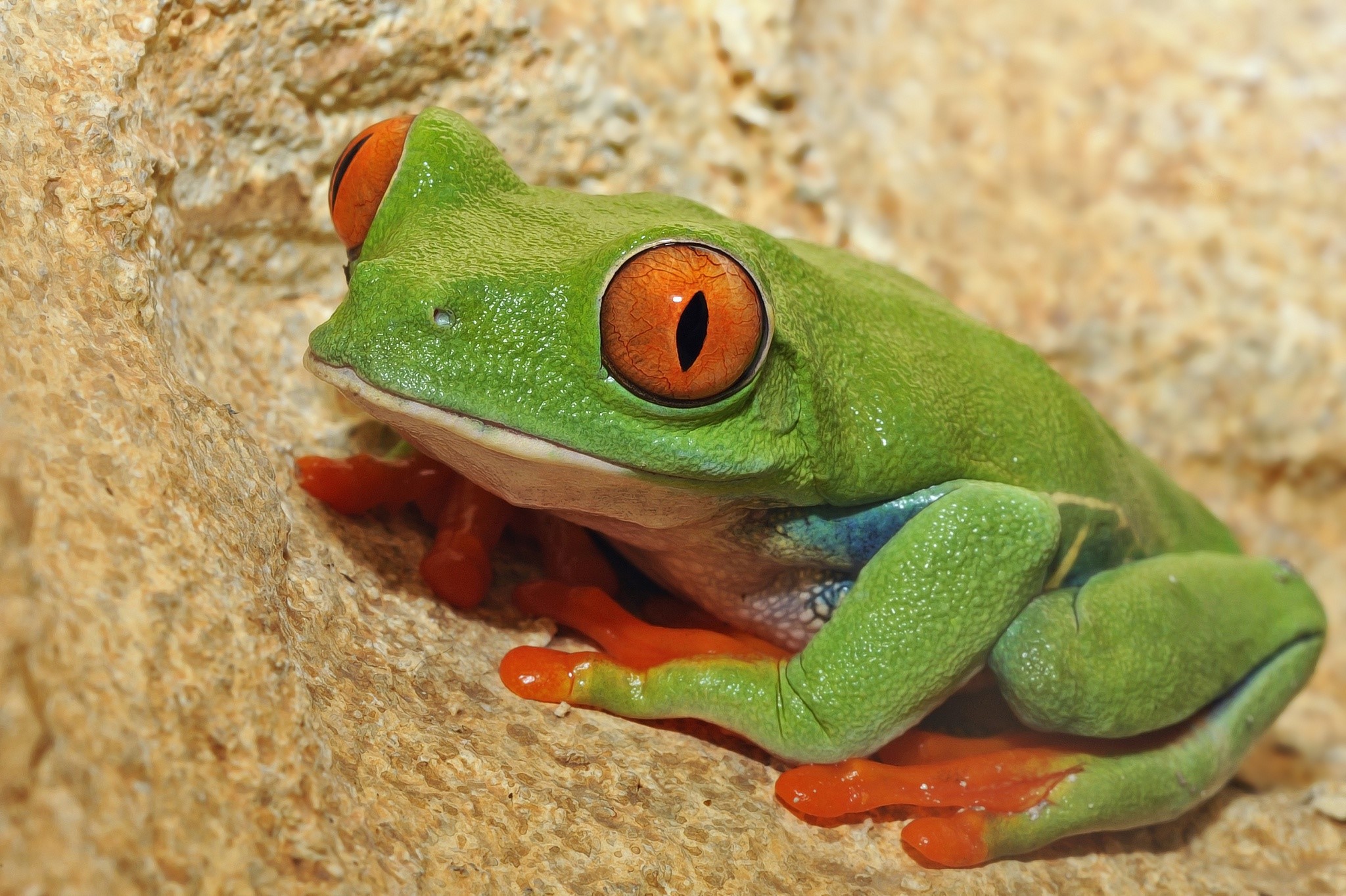 Green Red-Eyed Tree Frog on Rock HD Wallpaper
