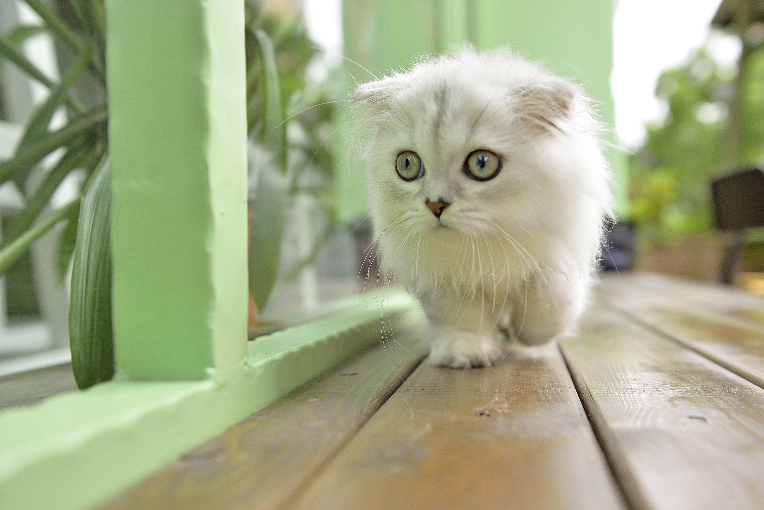 Fluffy White Kitten Walking on Wooden Deck HD Wallpaper
