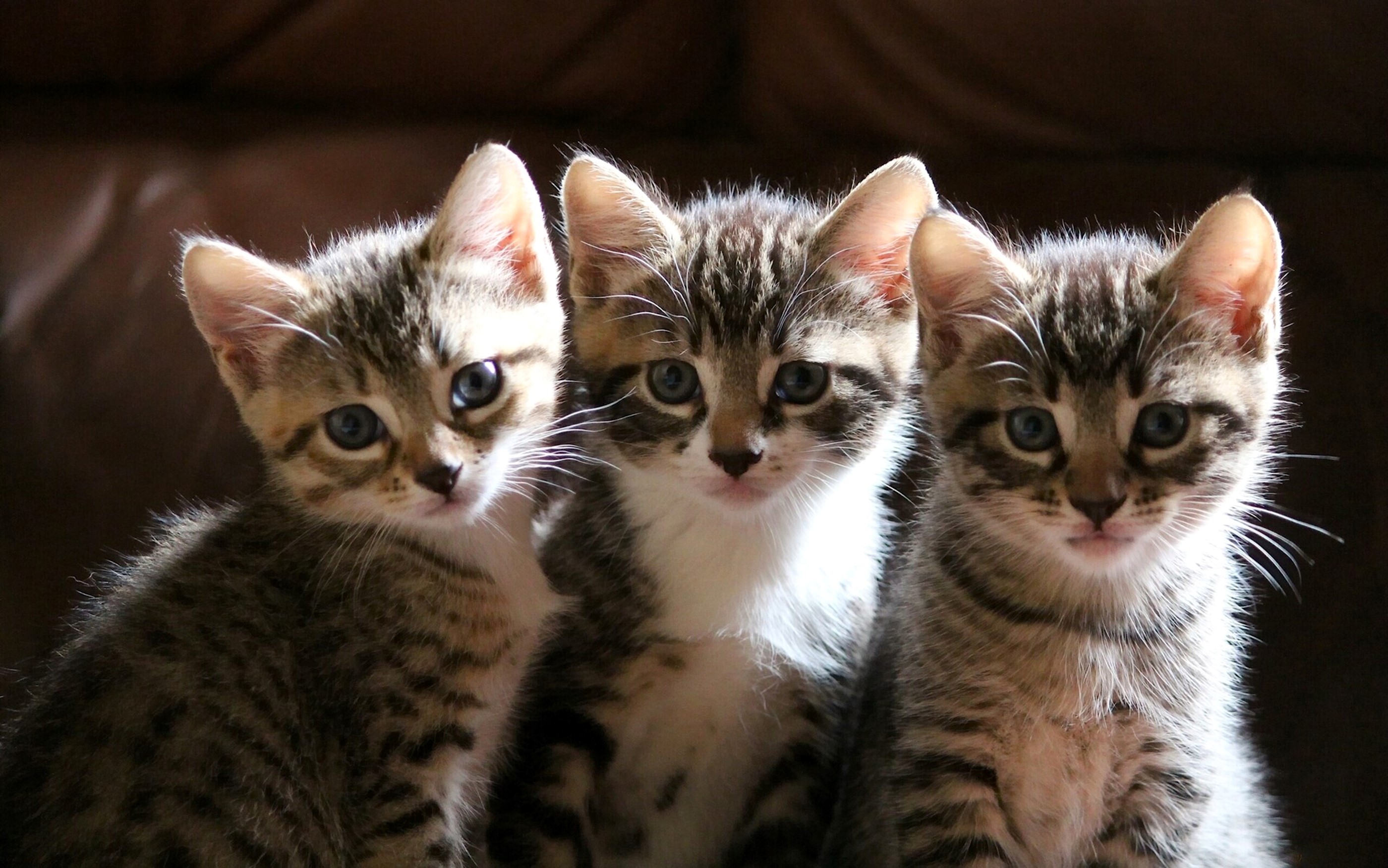 Three Tabby Kittens Looking Forward HD Wallpaper