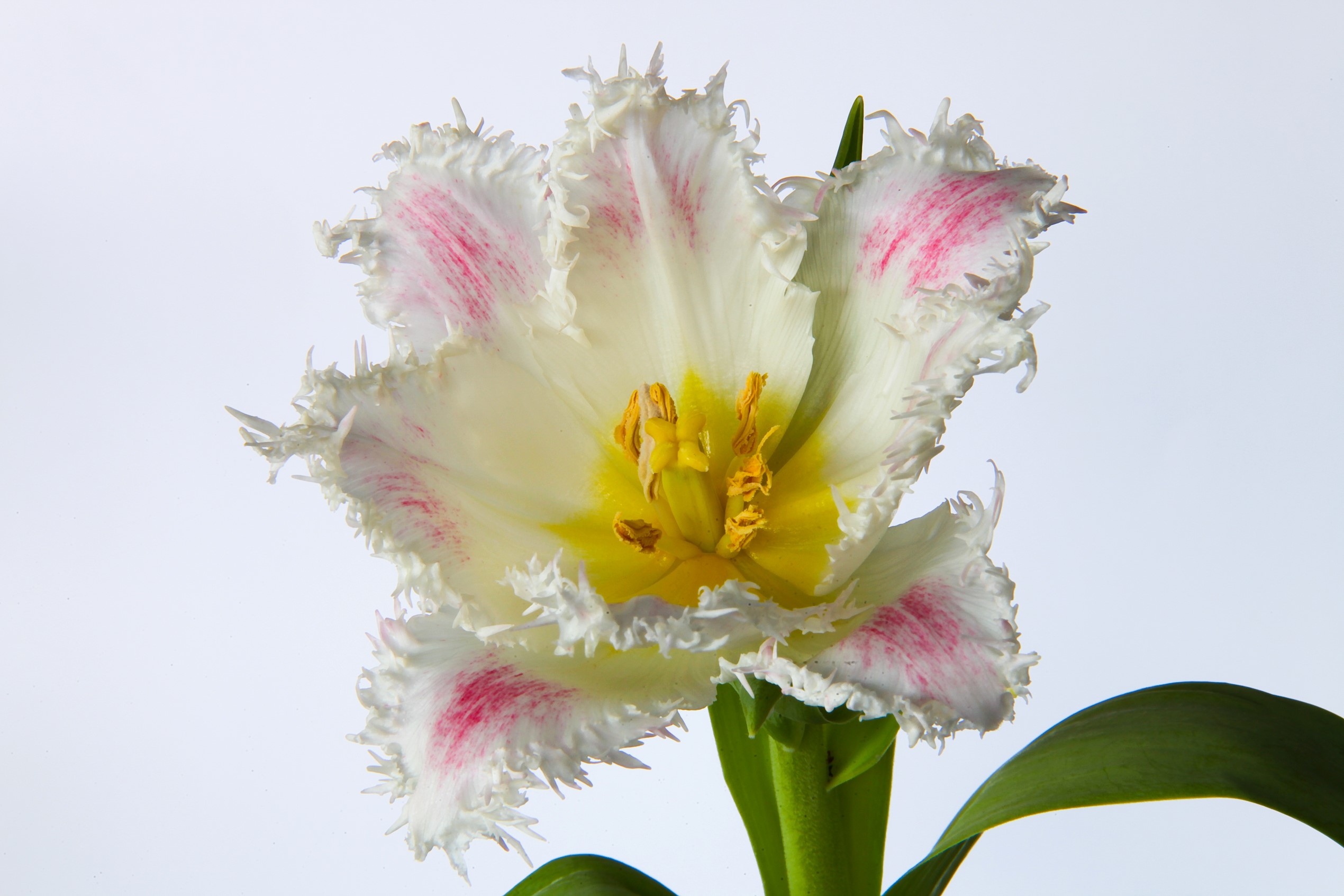 Fringed white and pink tulip flower HD Wallpaper