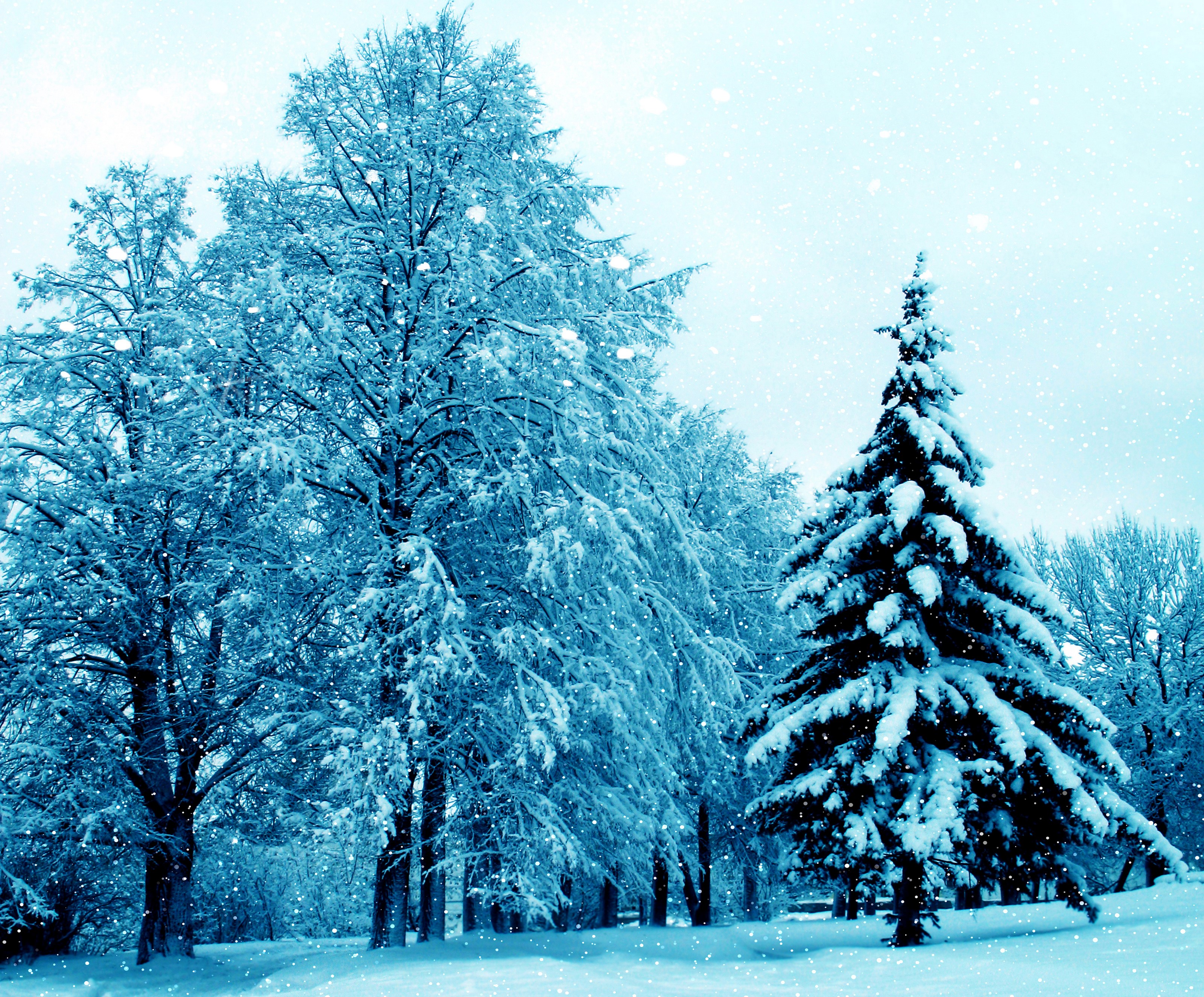 Snowy winter forest with fir tree HD Wallpaper